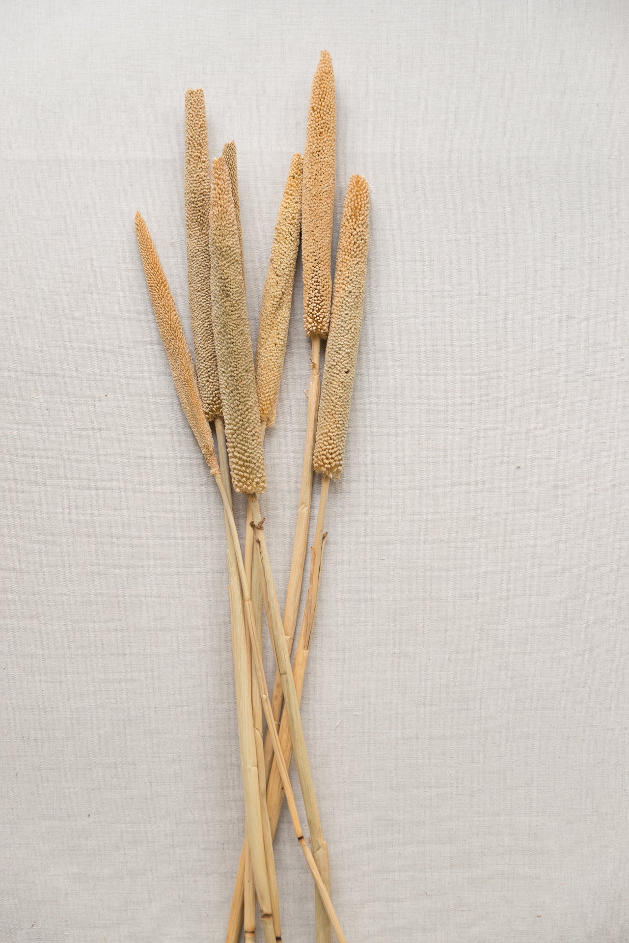 Perlhirse Babala natur