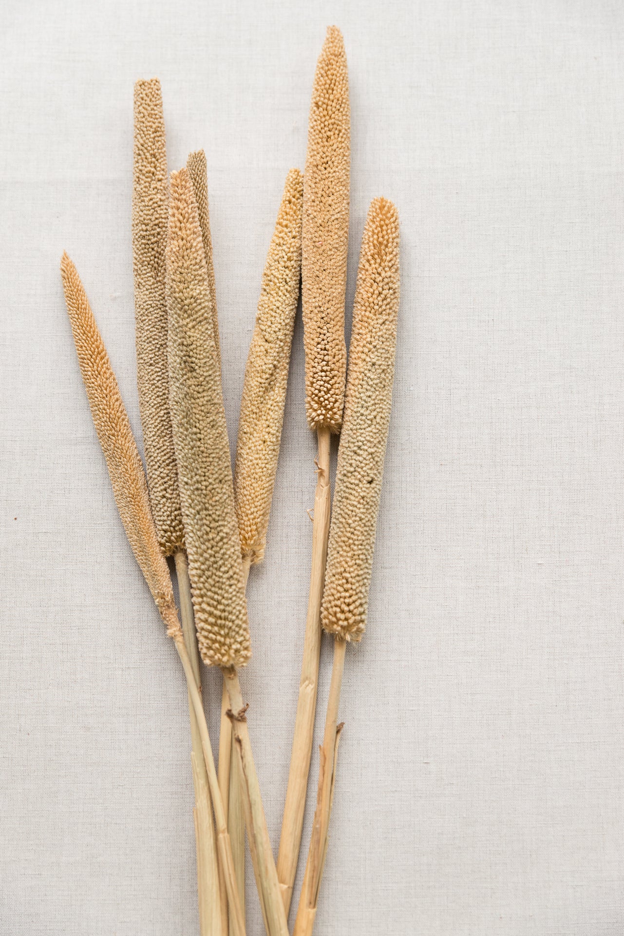 Perlhirse Babala natur