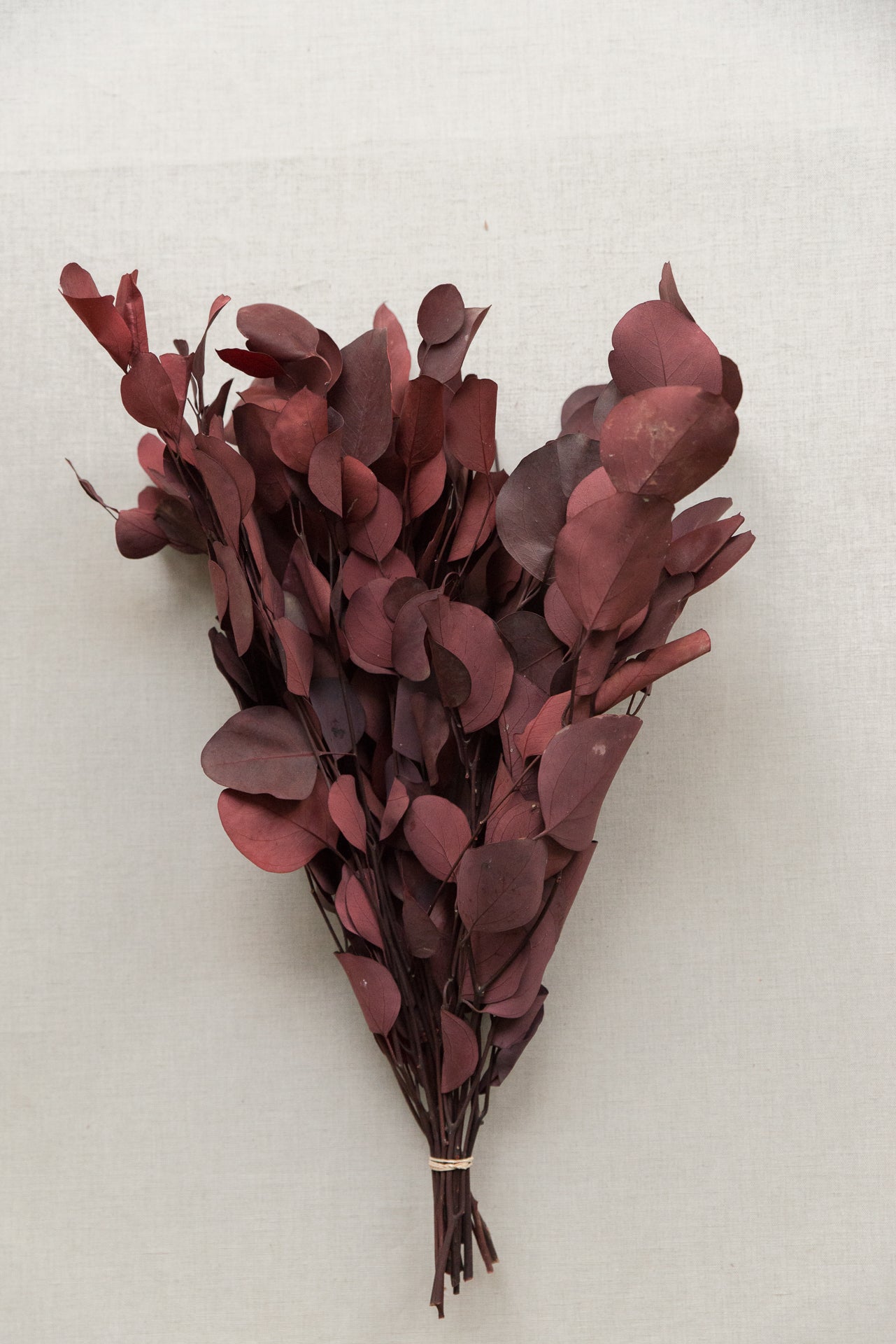 Eukalyptus Populus rot stabilisiert