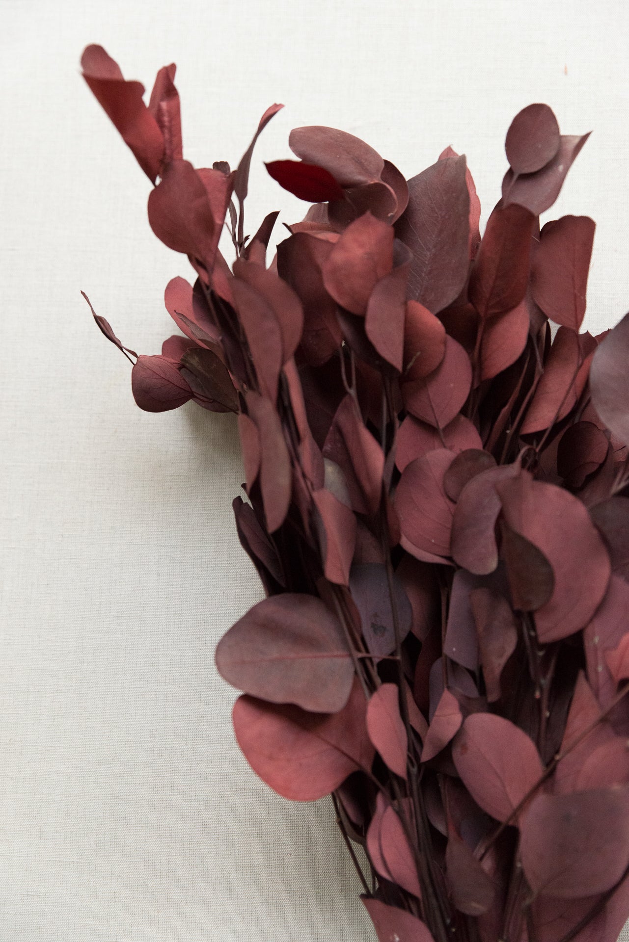 Eukalyptus Populus rot stabilisiert