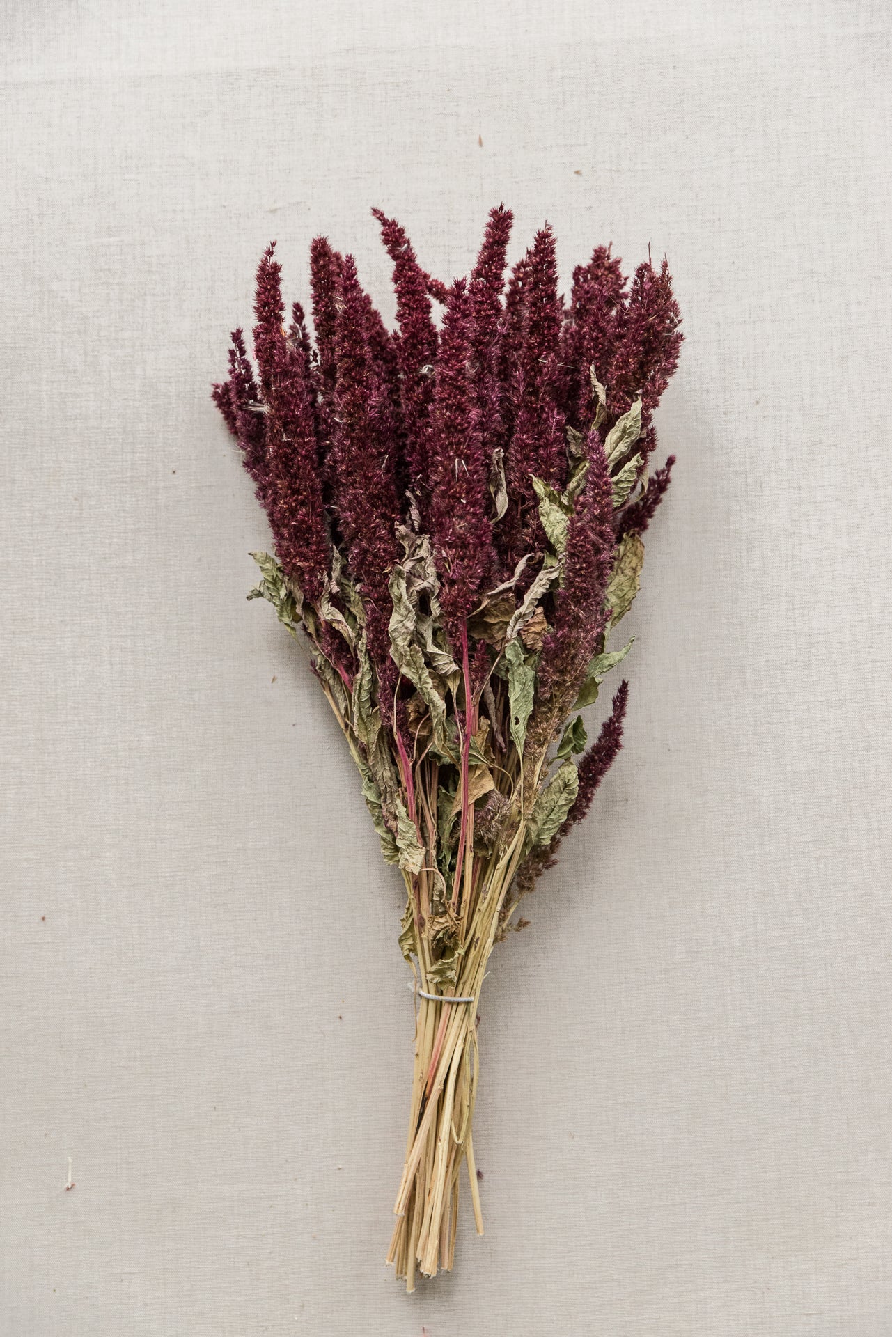 Amaranthus beere M, 20 Stiele, 0,50 m, natur, Amaranthus getrocknet, Trockenblume, Gras, Deko, nachhaltig aus der EU