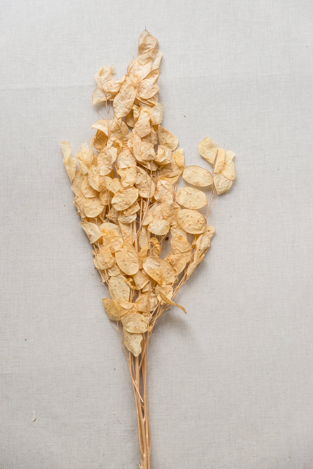 Lunaria Silberblatt natur