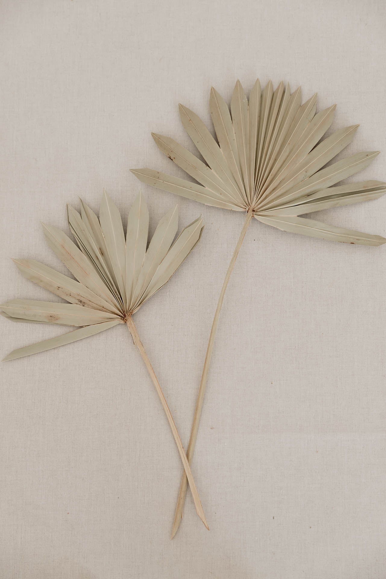 Palmblatt "Sun" , 5 Blatt , 0,50 m, natur, palma getrocknet, Trockenblume, Palme, Deko, nachhaltig aus der EU