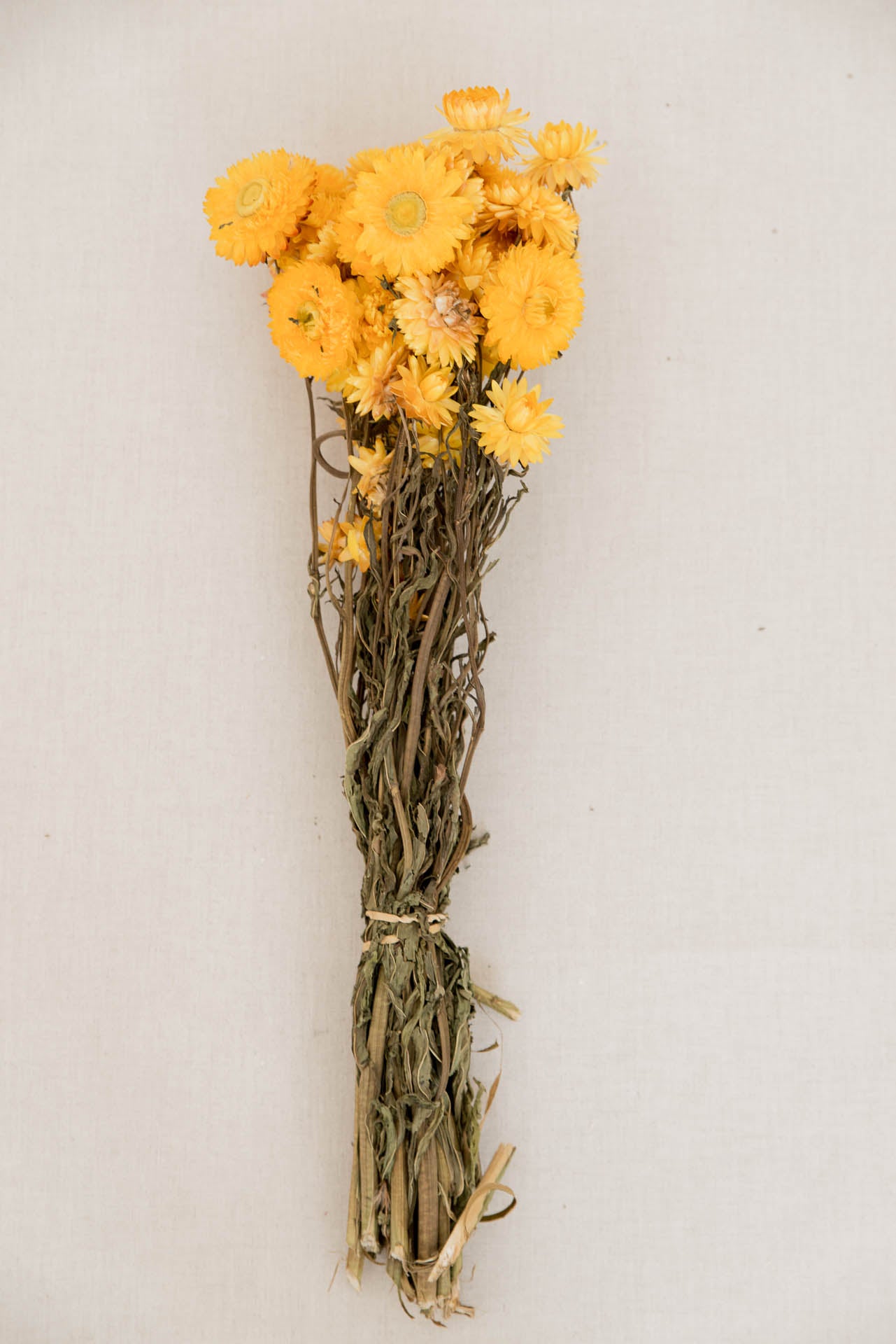 Strohblumen Helichrysum gelb