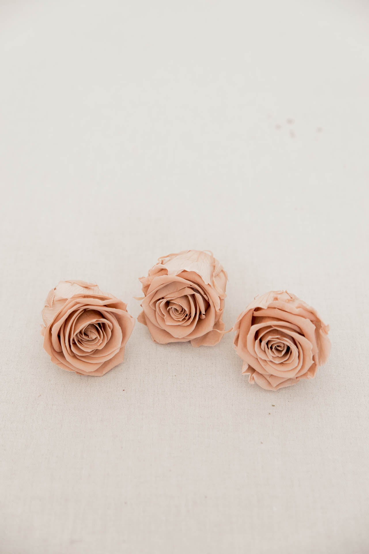 Rose nude konserviert