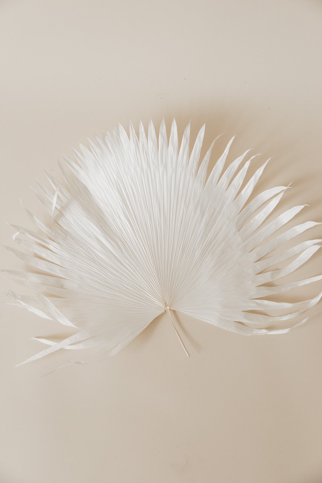 Anahaw Blatt mittel weiß gebleicht
