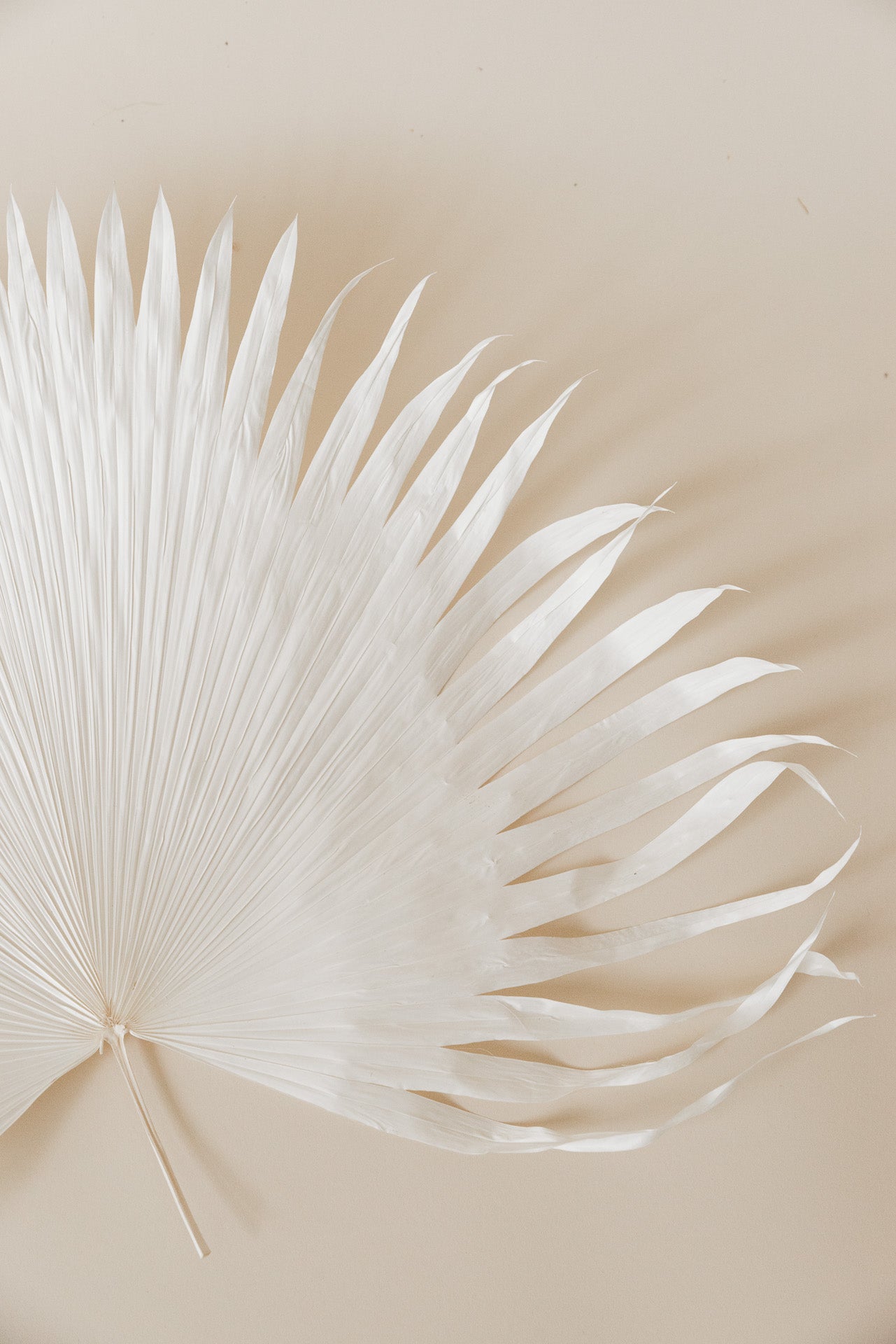 Anahaw Blatt mittel weiß gebleicht