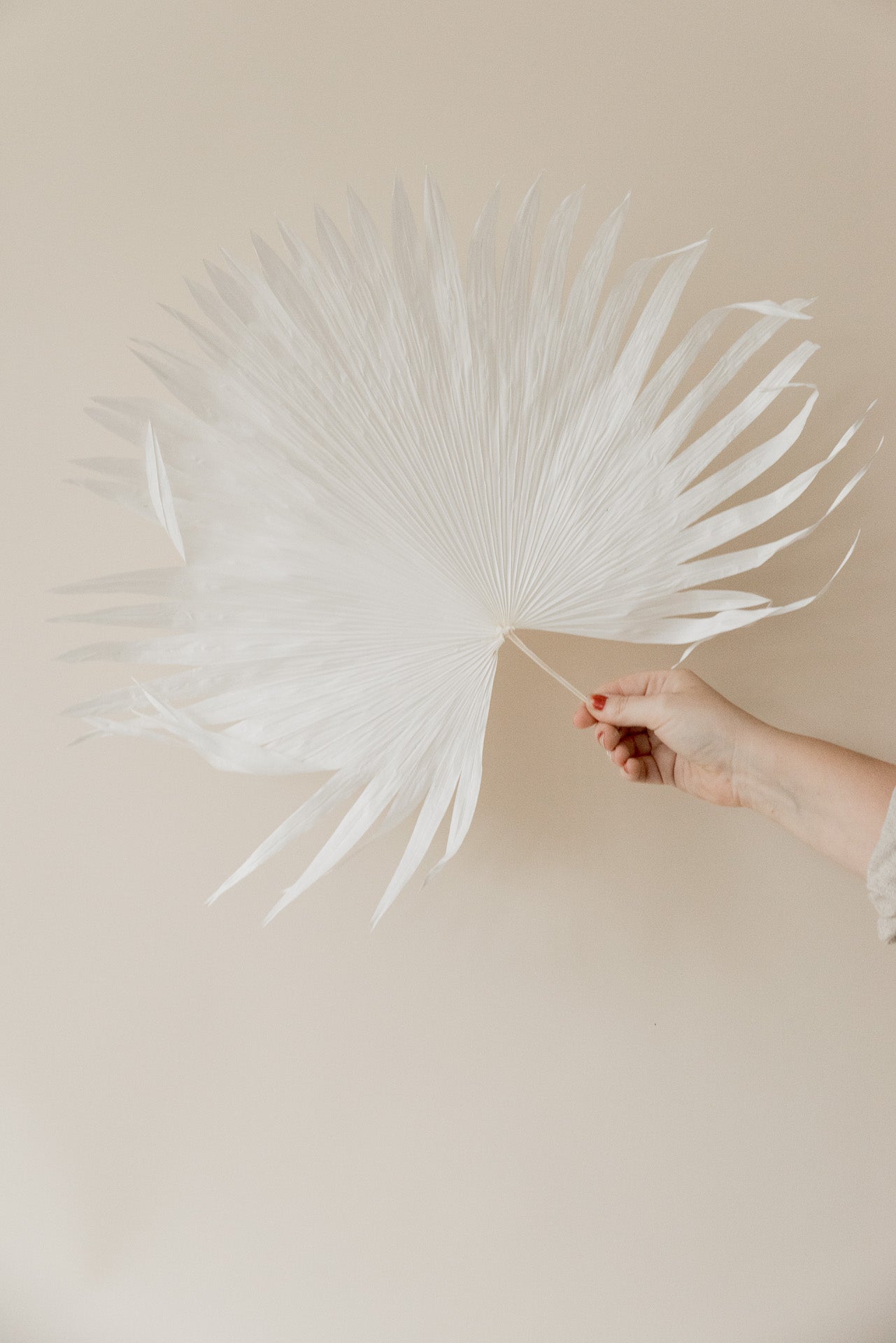 Anahaw Blatt mittel weiß gebleicht