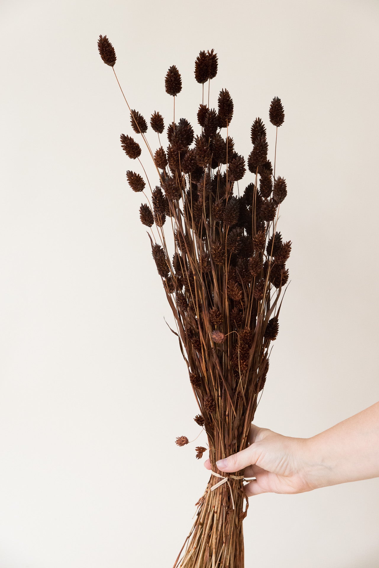 Phalaris Glanzgras schokobraun