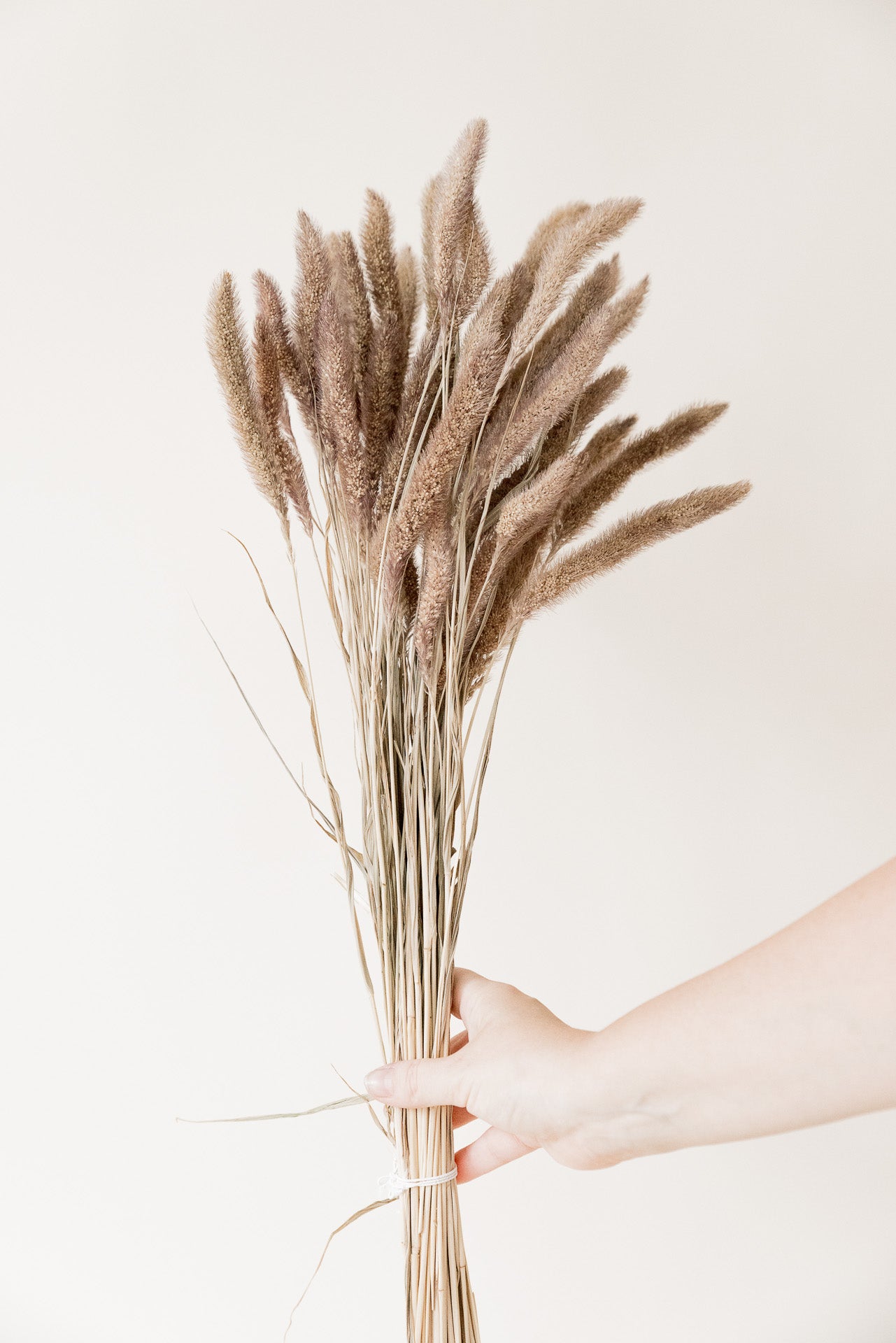 Borstenhirse Setaria ocker