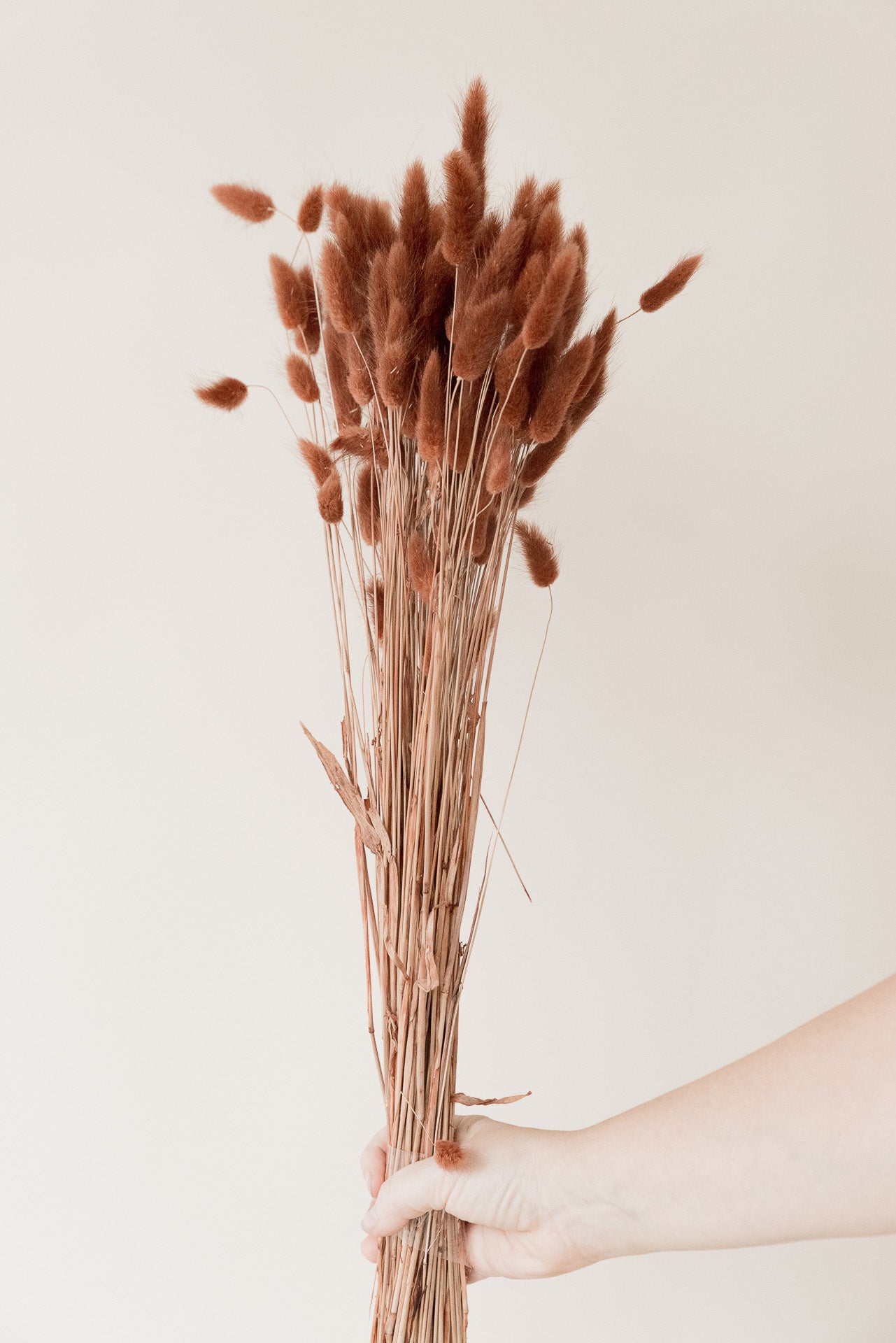 Lagurus Bunnytails zimtbraun