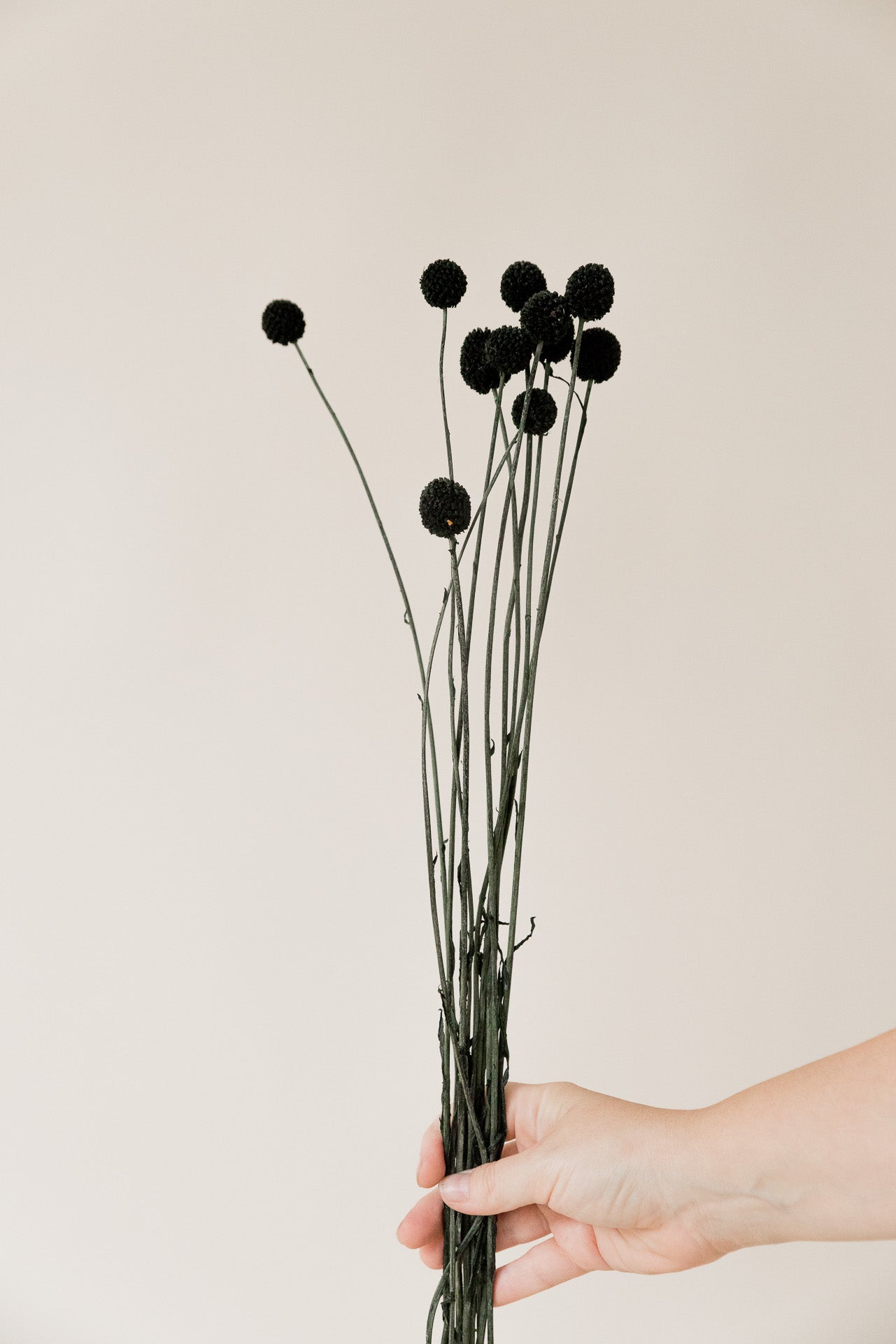 Craspedia Trommelstöcke schwarz