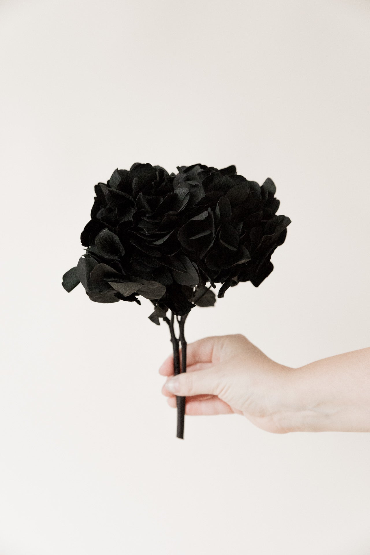 Hortensie, stabilisiert schwarz