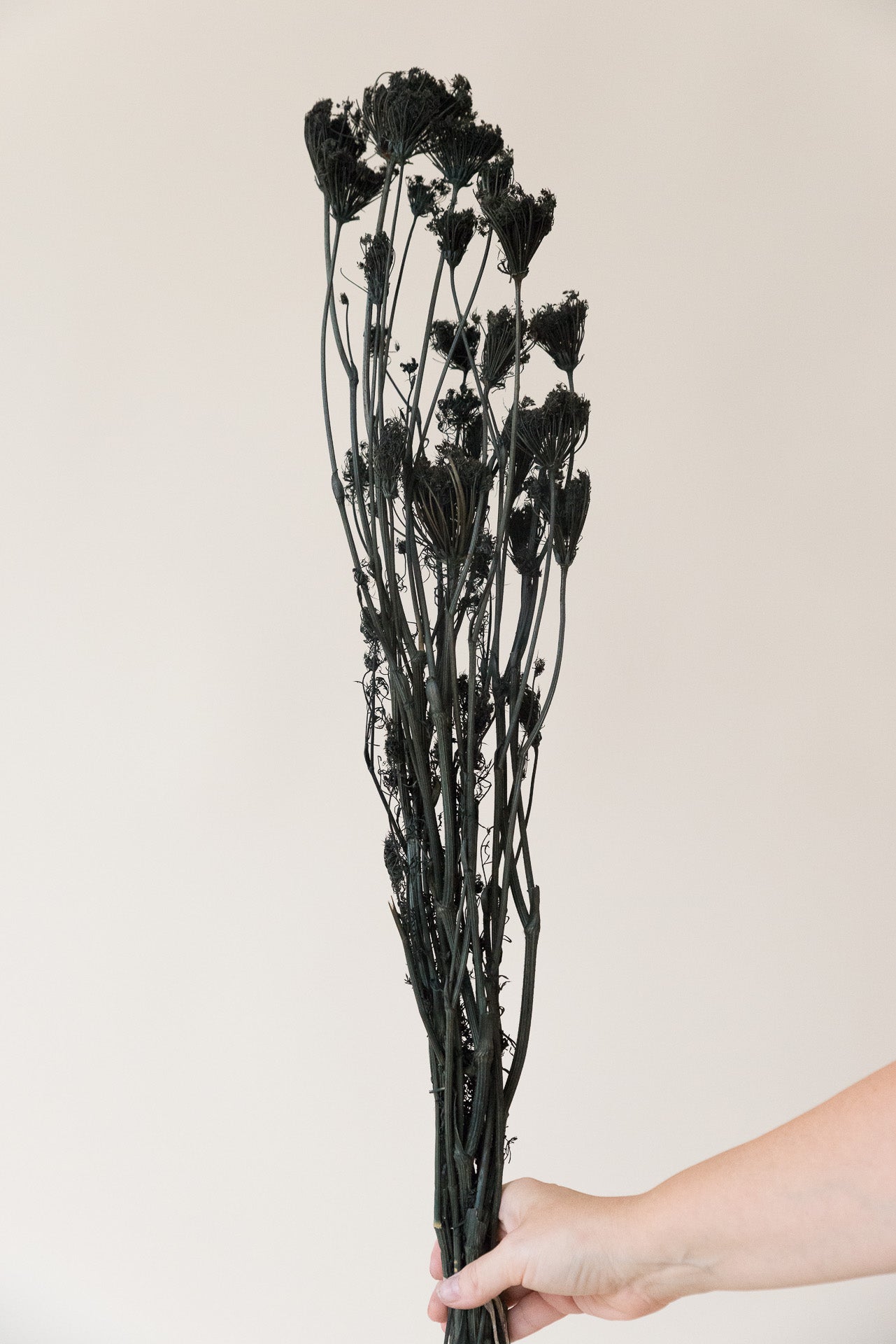 Fenchel Finocchio schwarz