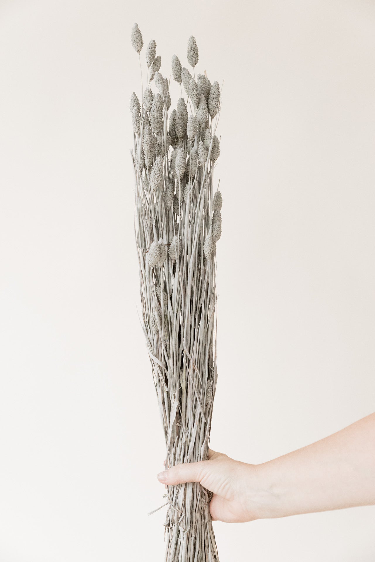 Phalaris Glanzgras,grau