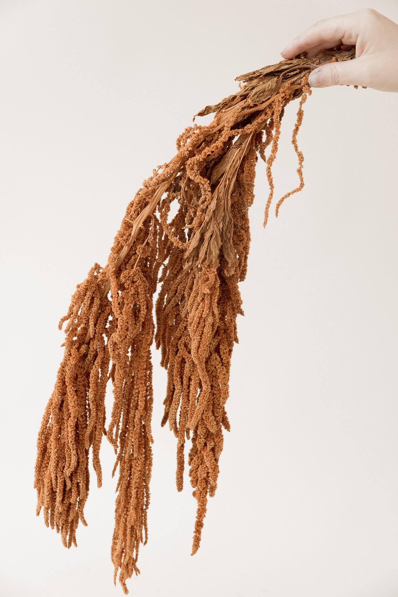 Amaranthus cognag orange hängend