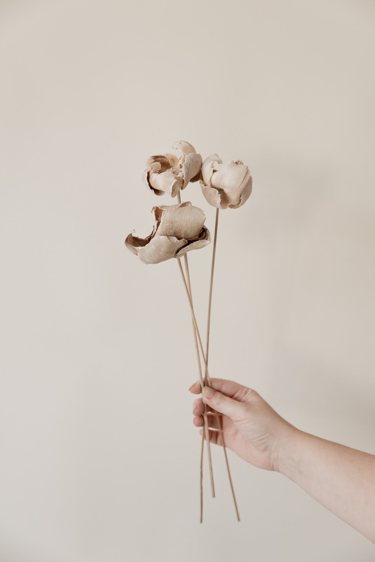 Palmcup gebleicht am Stab 50cm