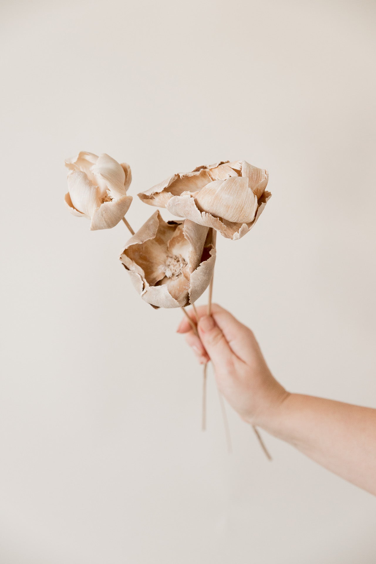 Palmcup gebleicht am Stab 50cm