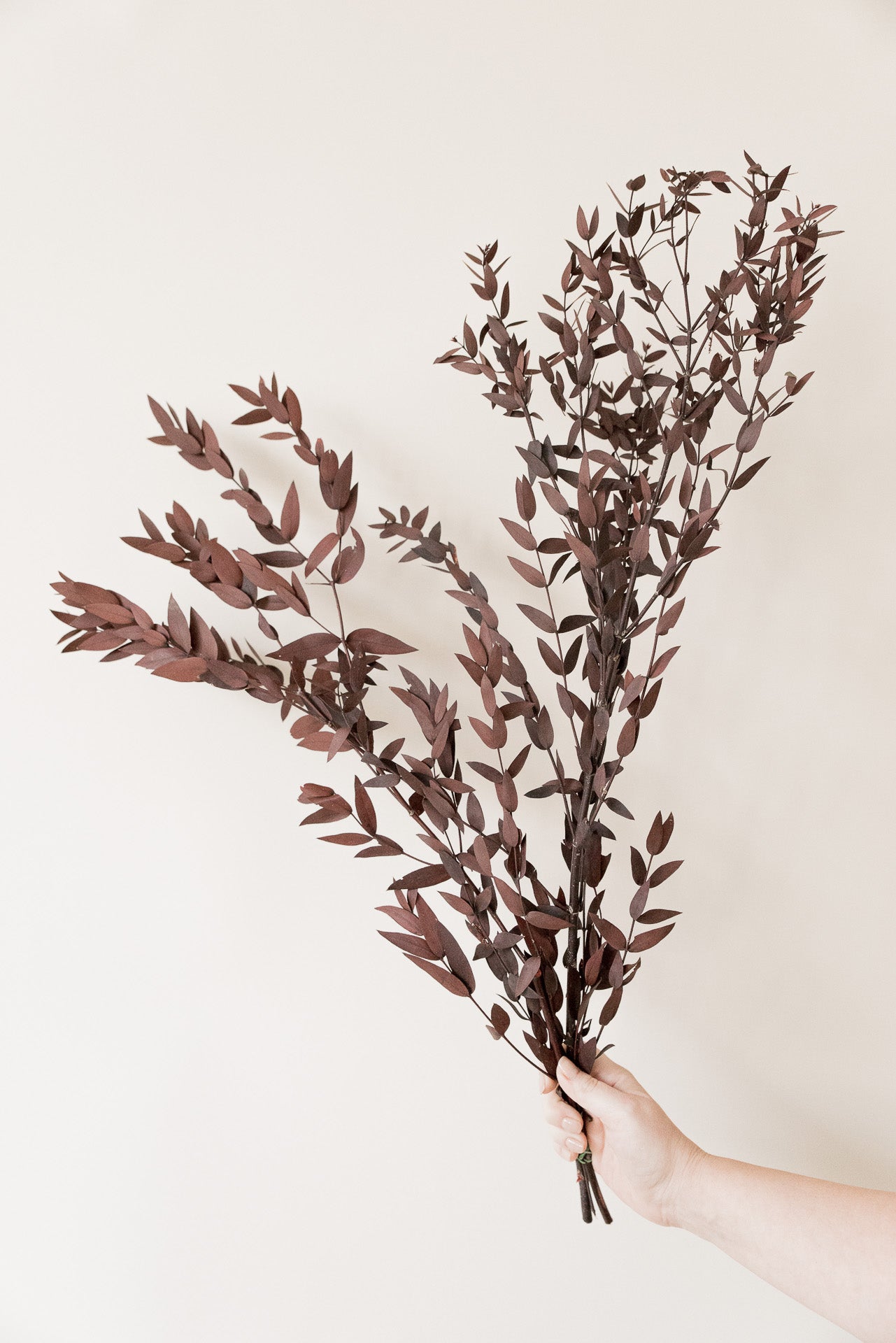 Eukalyptus Nicoli dunkelrot stabilisiert