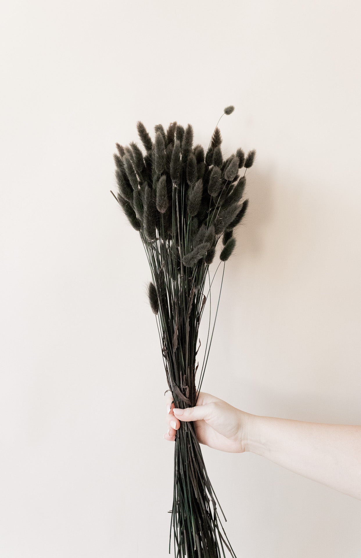 Lagurus "Bunnytail" schwarz gefärbt Samtgras