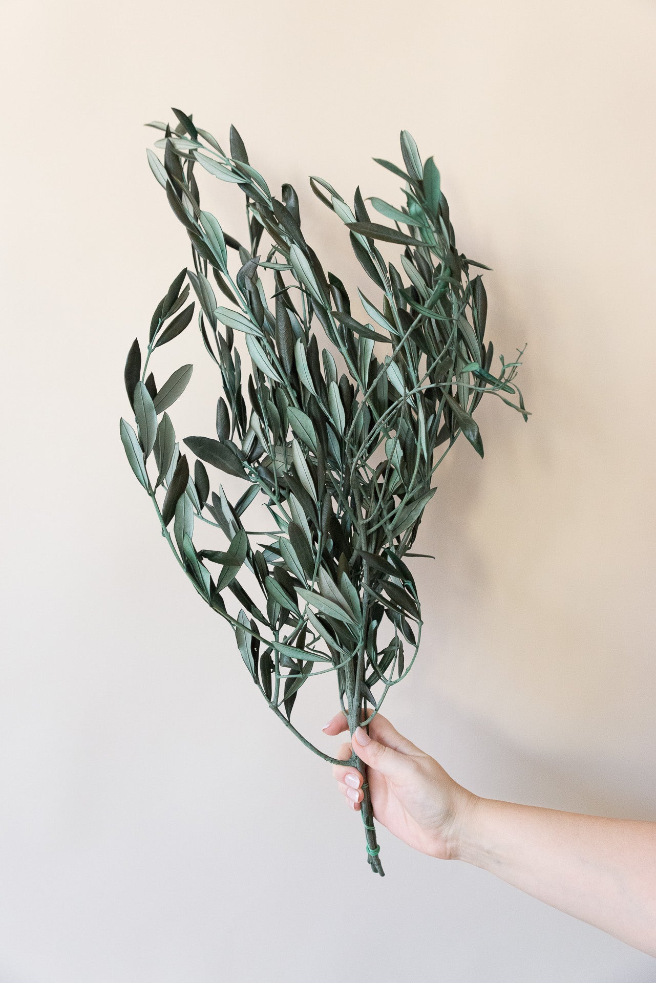 Stabilisierte provenzalische Olivenzweige grün