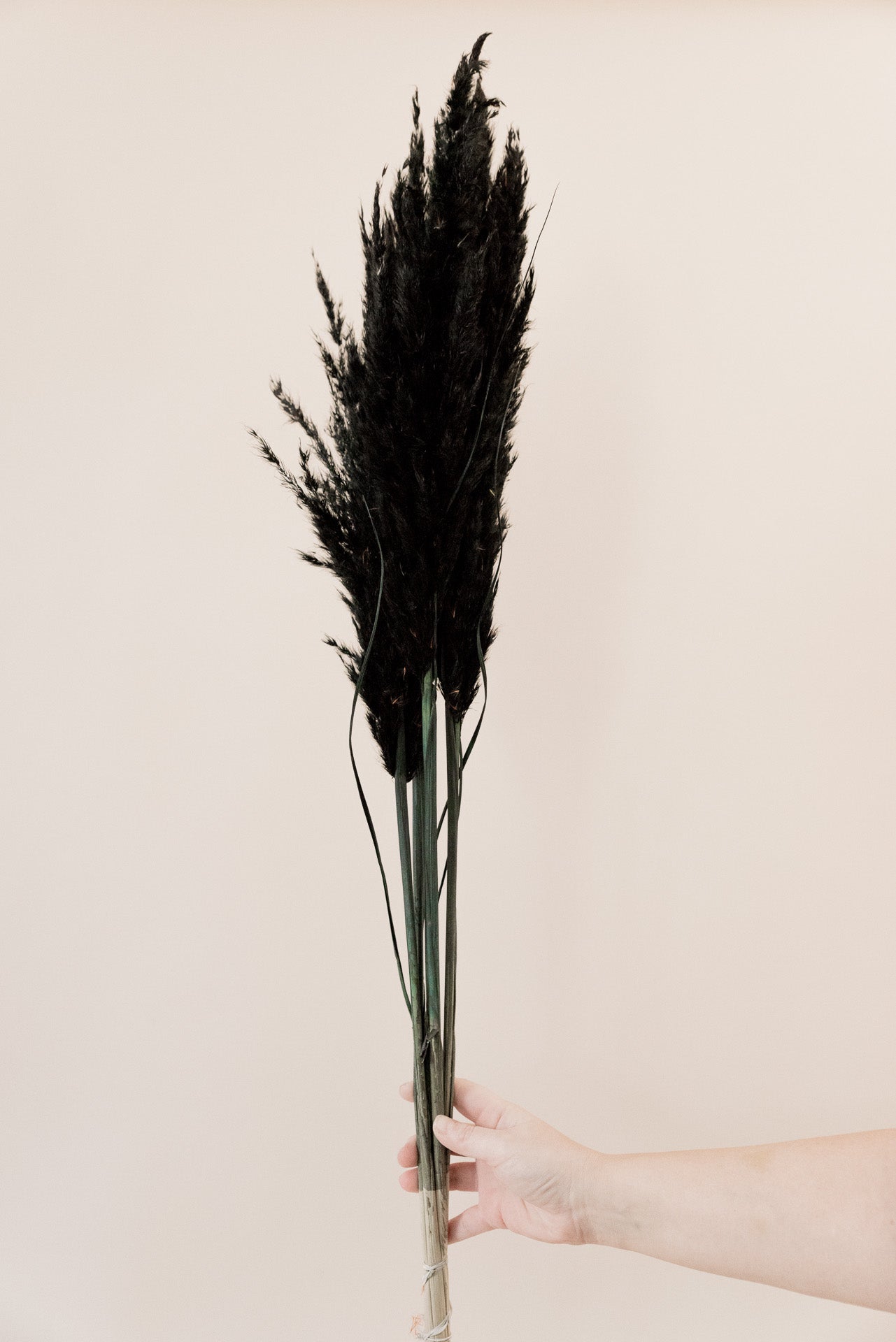 Pampasgras "The Black" 3 Stiel, 1,0 m, schwarz, cortedaria getrocknet, Trockenblume, Gras, Deko, nachhaltig aus der EU