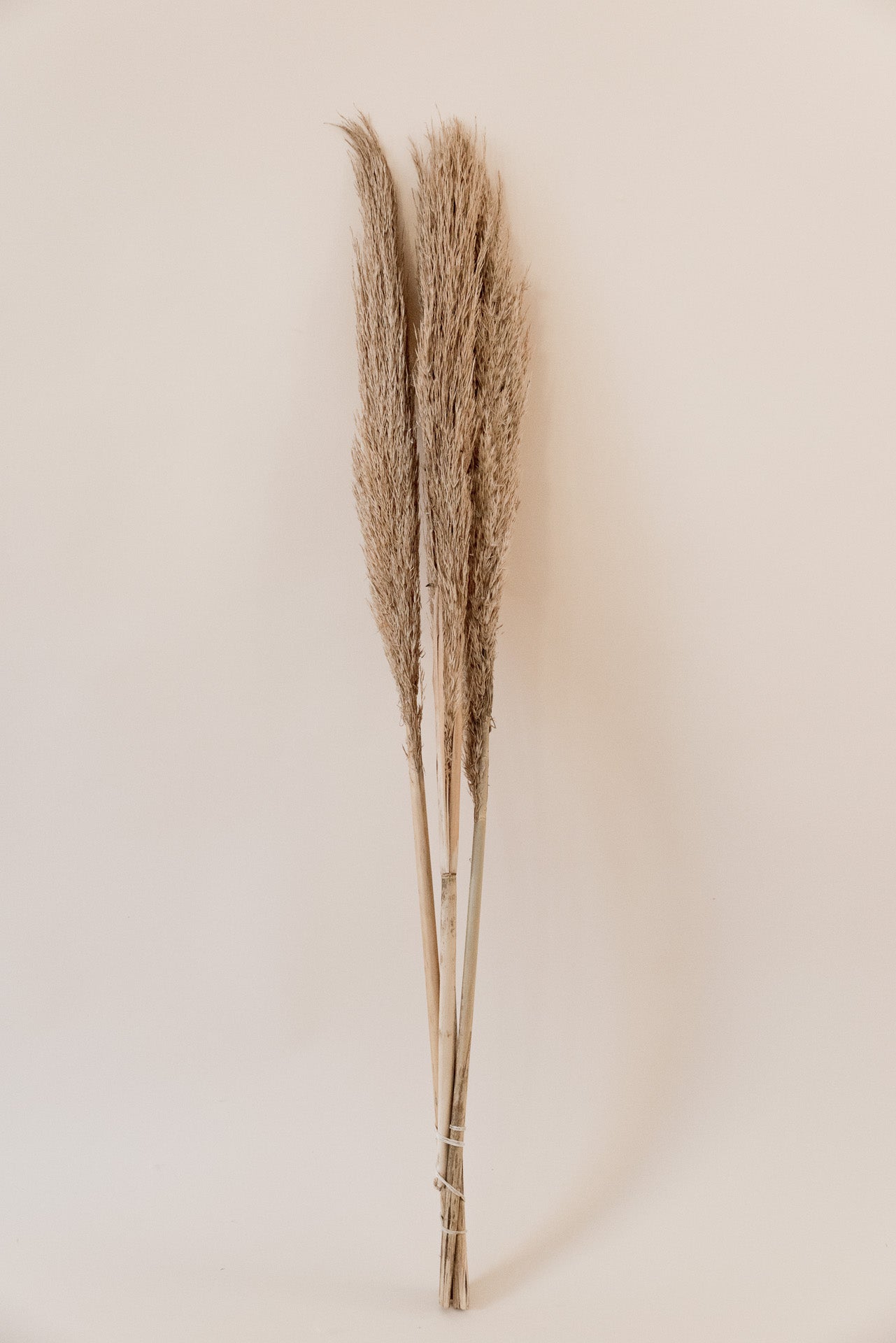 Pampasgras "The Rustic" XL, 3 Stiel, 1,10 m, natur, cortedaria getrocknet, Trockenblume, Gras, Deko, nachhaltig aus der EU