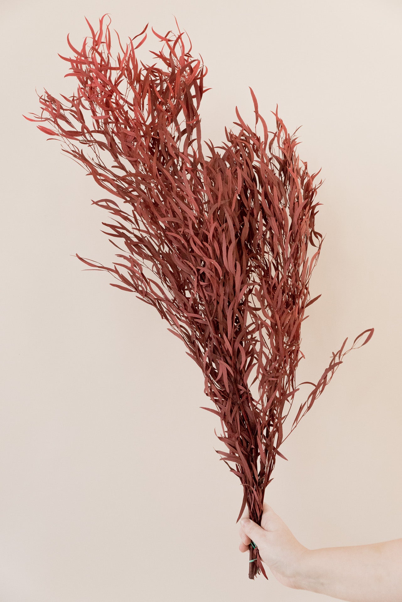 Eukalyptus Nicoli rot stabilisiert