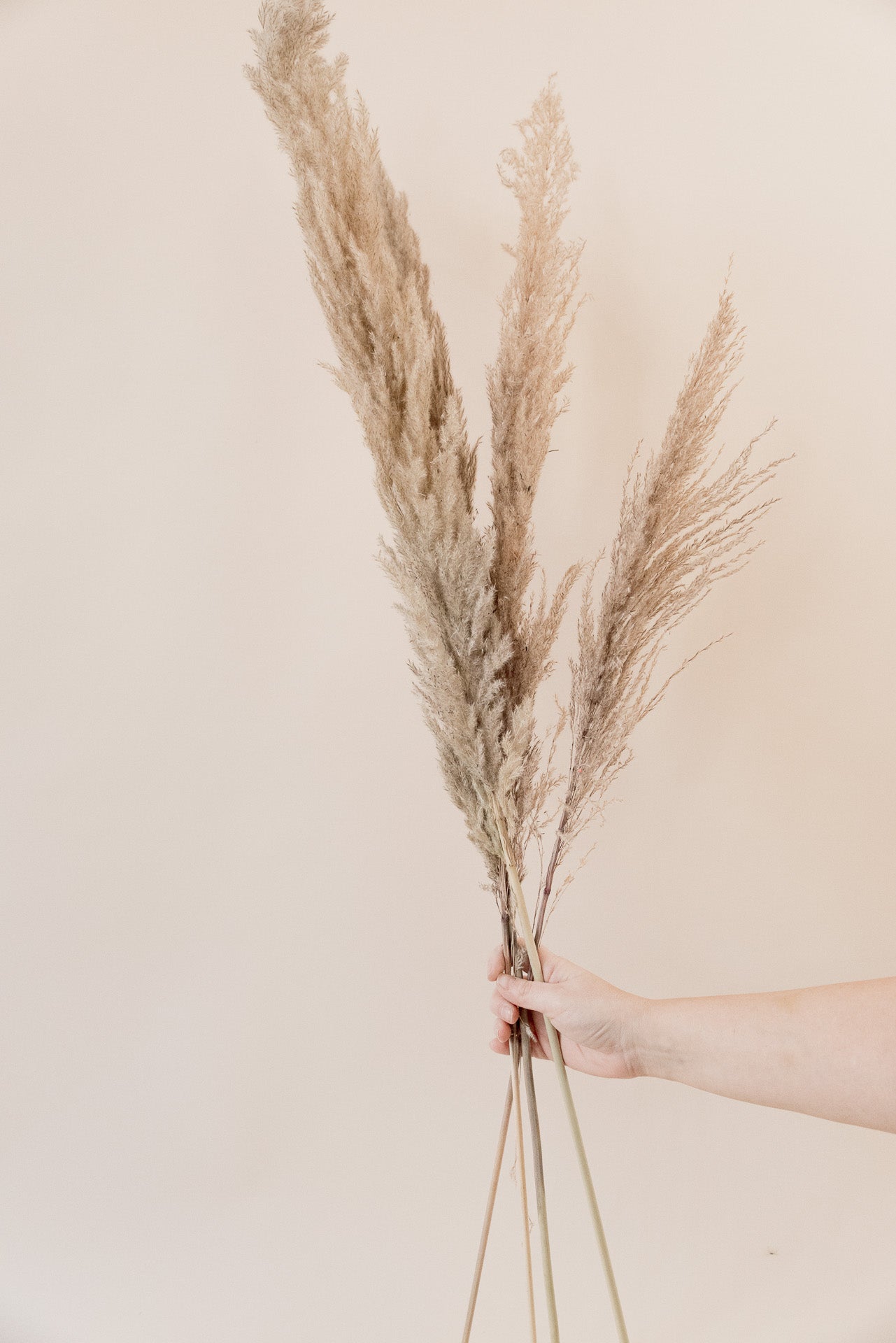 Pampasgras The Natural XL, 5 Stiel, 1,10 m, natur, cortedaria getrocknet, Trockenblume, Gras, Deko, nachhaltig aus der EU