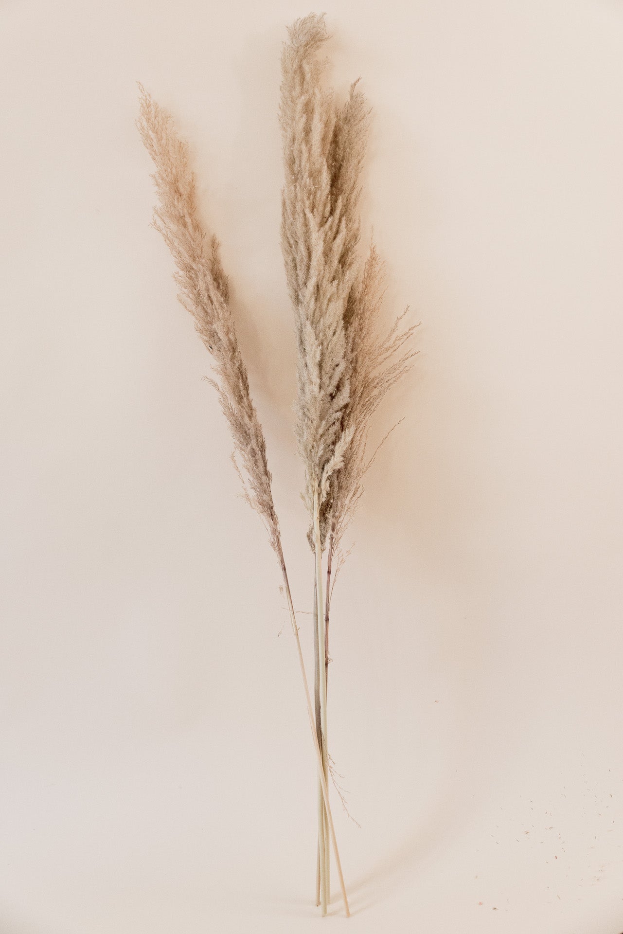 Pampasgras The Natural XL, 5 Stiel, 1,10 m, natur, cortedaria getrocknet, Trockenblume, Gras, Deko, nachhaltig aus der EU