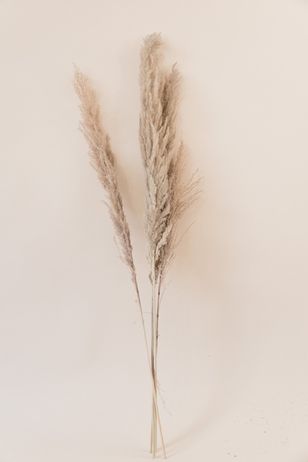 Pampasgras The Natural XL, 5 Stiel, 1,10 m, natur, cortedaria getrocknet, Trockenblume, Gras, Deko, nachhaltig aus der EU