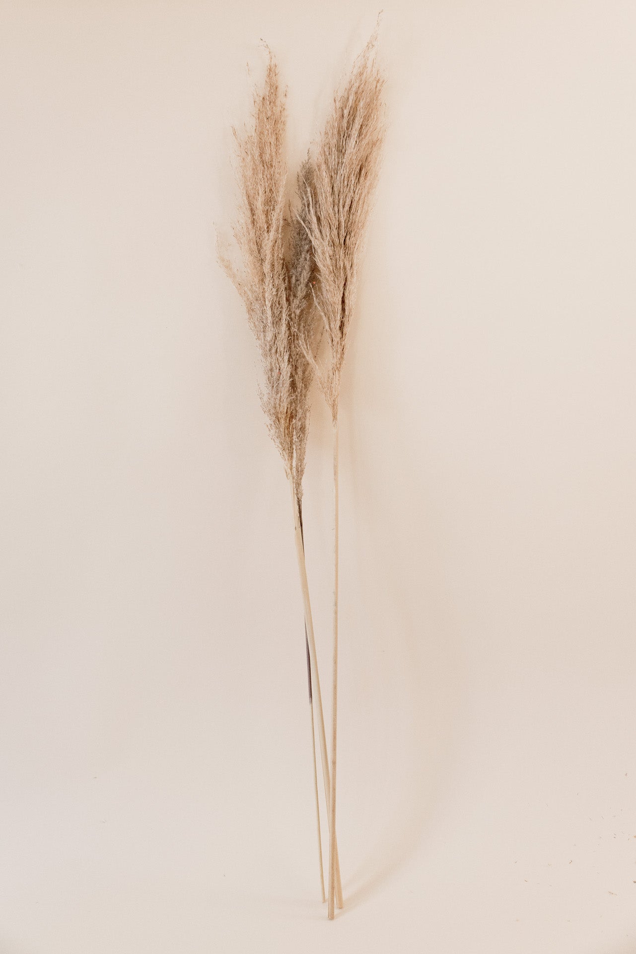 Pampasgras The Natural XL, 5 Stiel, 1,10 m, natur, cortedaria getrocknet, Trockenblume, Gras, Deko, nachhaltig aus der EU