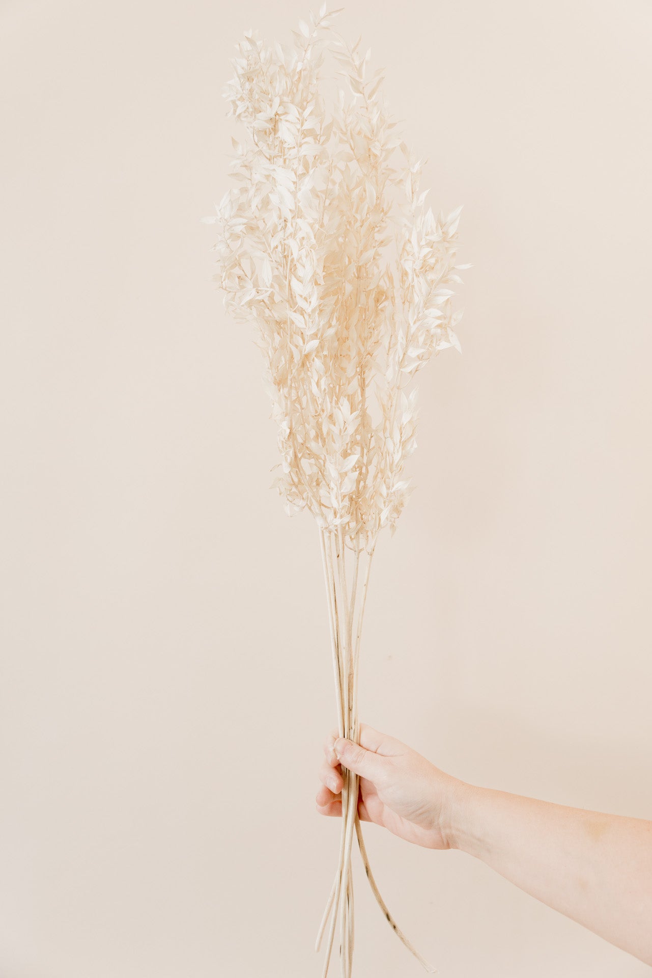 Ruscus Mäusedorn, creme