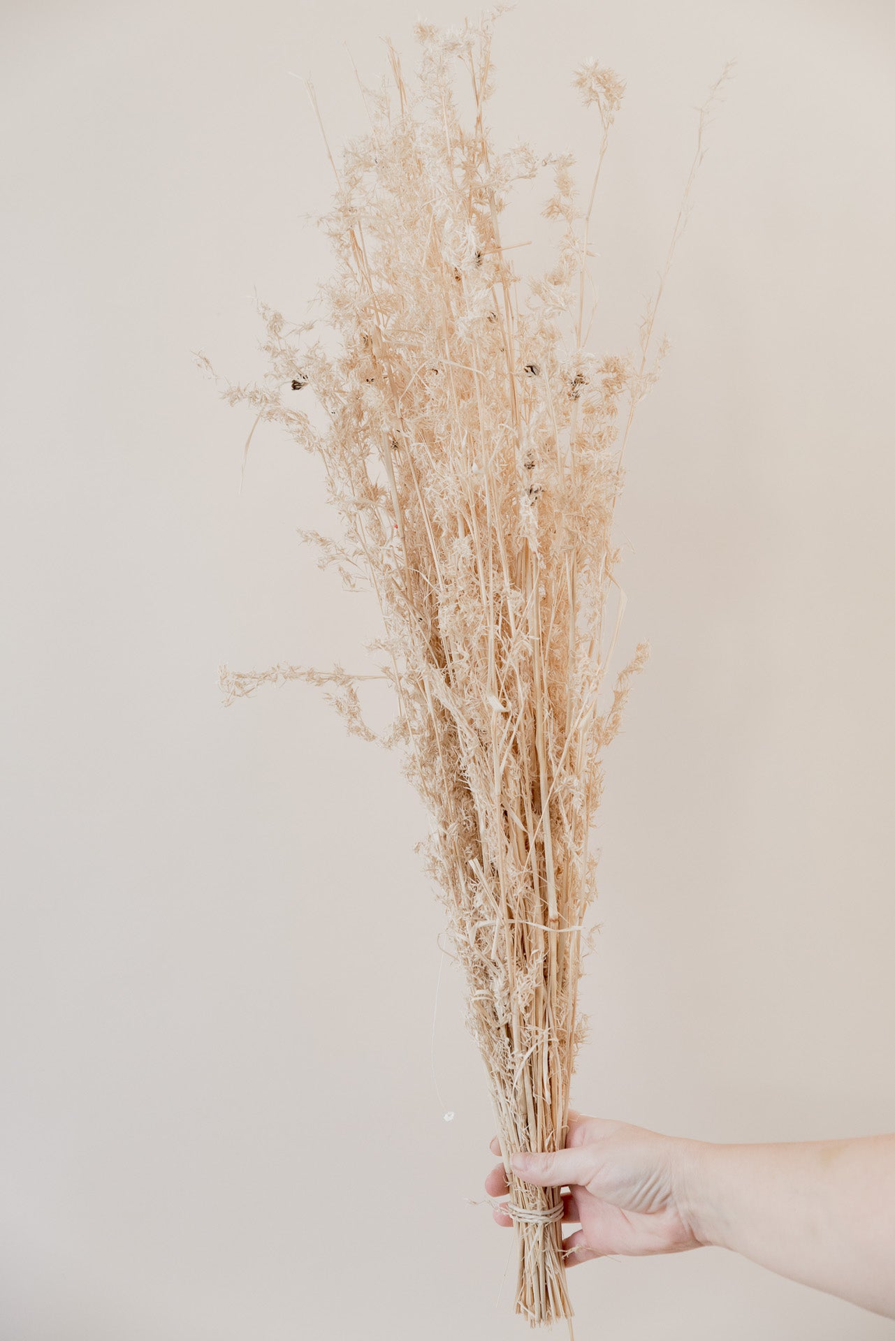 Alfonso Gras weiß, 8 Stiel, 0,6 m, weiß, Ziergras getrocknet, Trockenblume, Gras, Deko, nachhaltig aus der EU