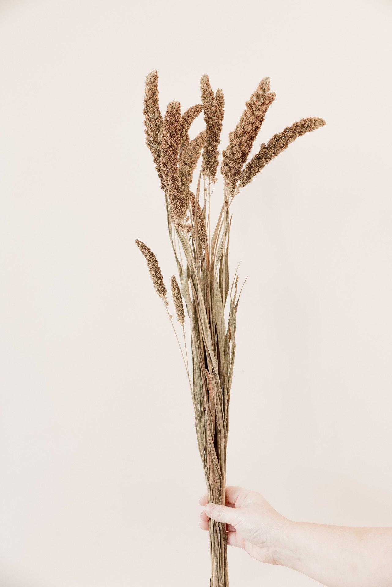 Borstenhirse Setaria natur