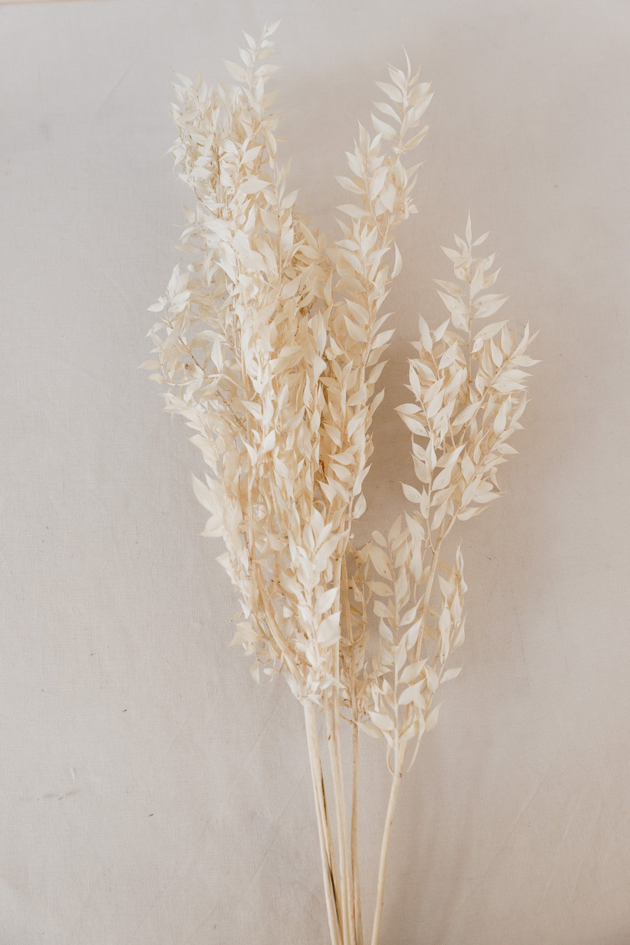 Ruscus Mäusedorn, creme