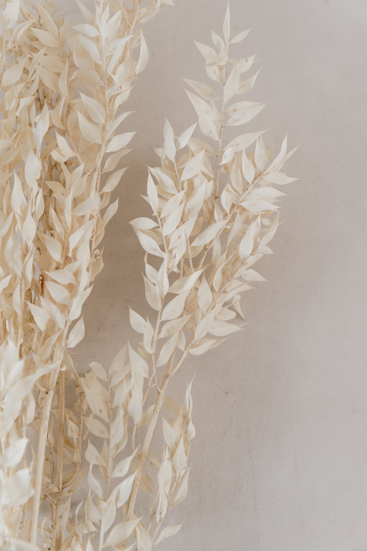 Ruscus Mäusedorn, creme