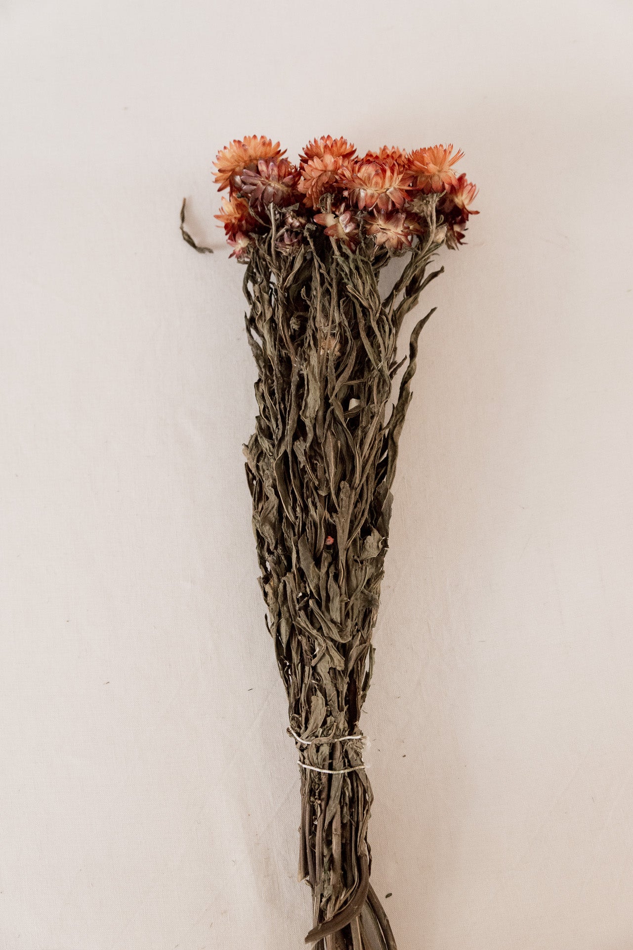 Strohblumen Helichrysum orange