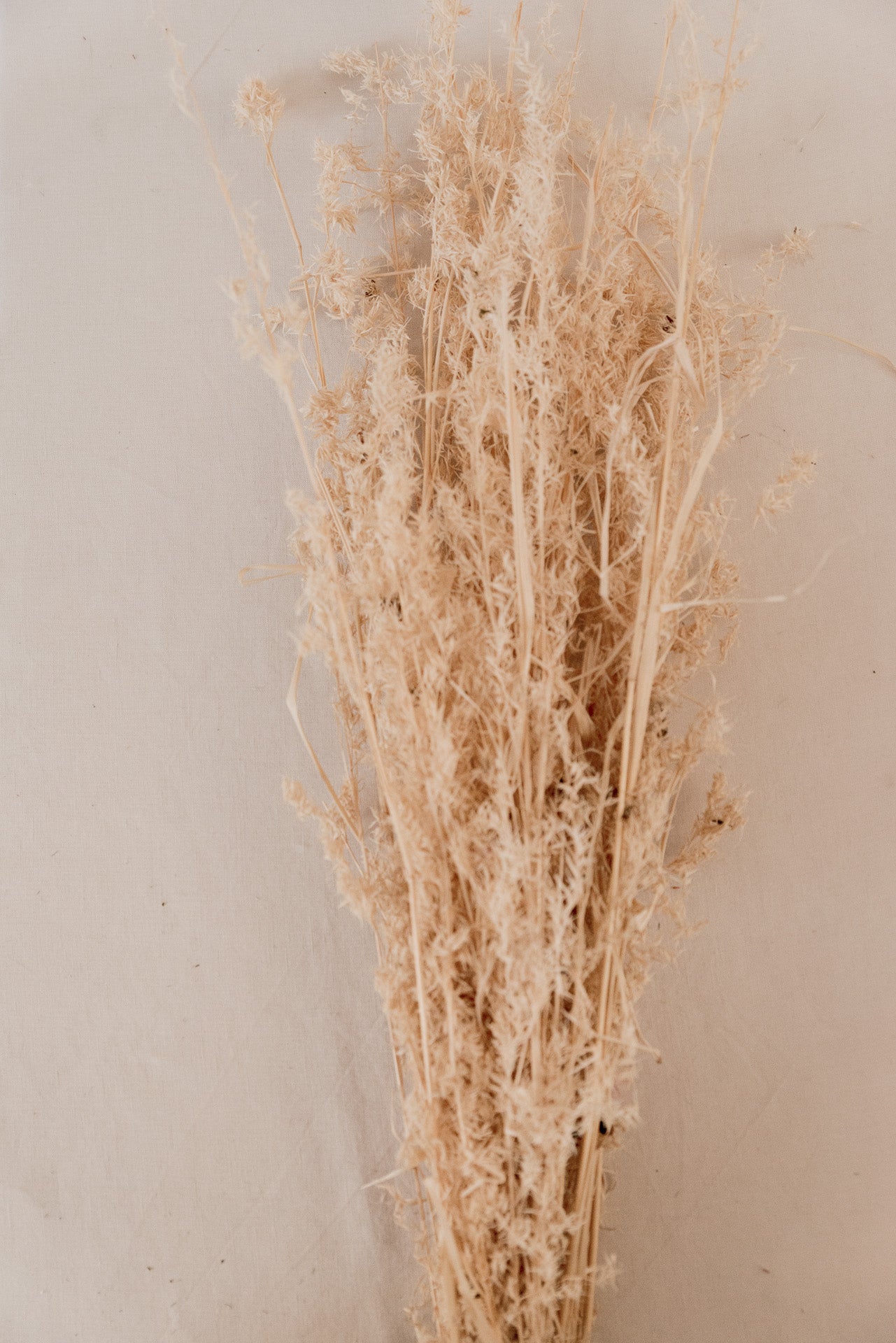 Alfonso Gras weiß, 8 Stiel, 0,6 m, weiß, Ziergras getrocknet, Trockenblume, Gras, Deko, nachhaltig aus der EU