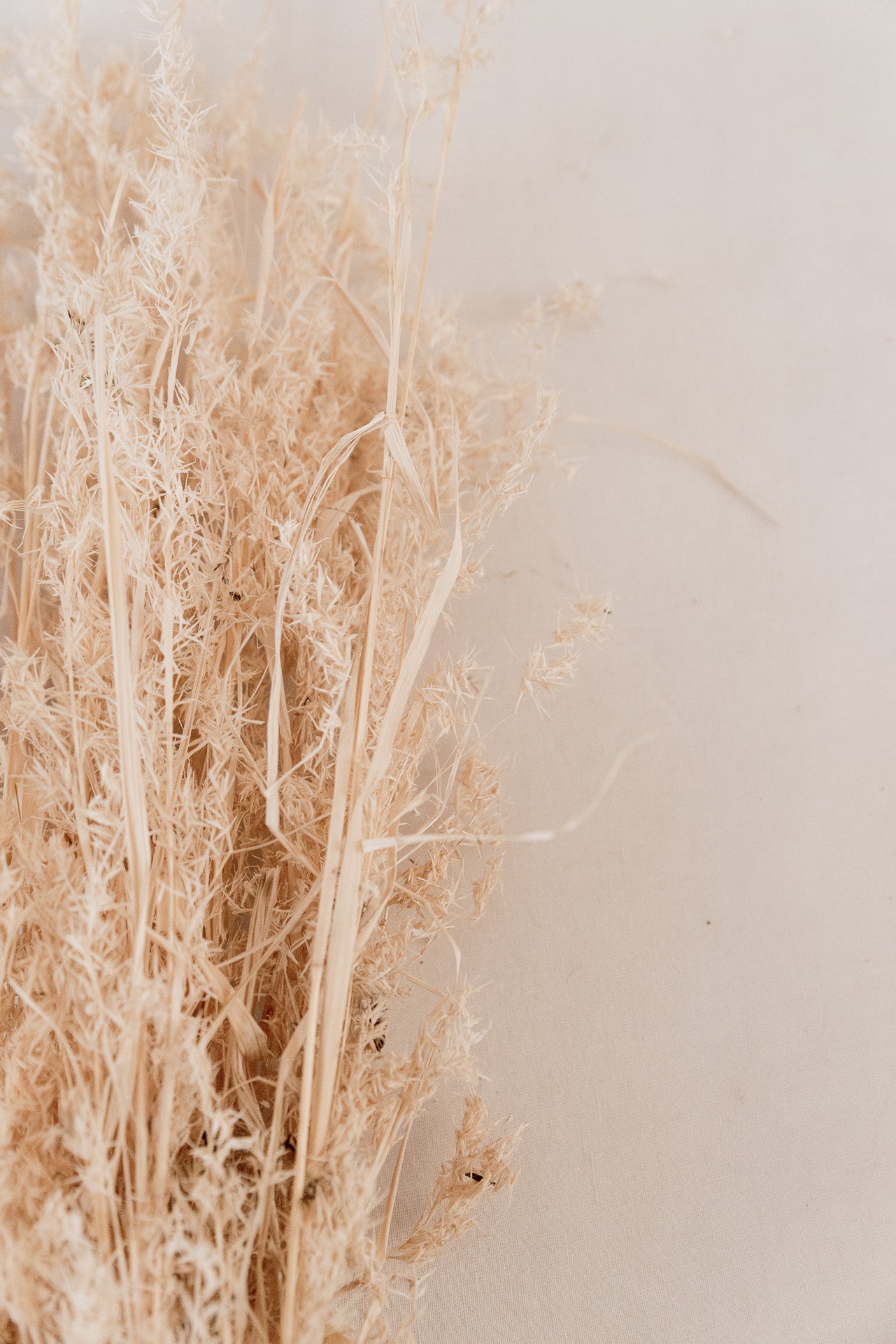 Alfonso Gras weiß, 8 Stiel, 0,6 m, weiß, Ziergras getrocknet, Trockenblume, Gras, Deko, nachhaltig aus der EU