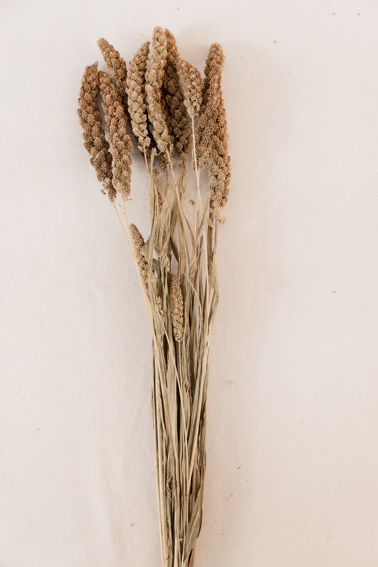 Borstenhirse Setaria natur