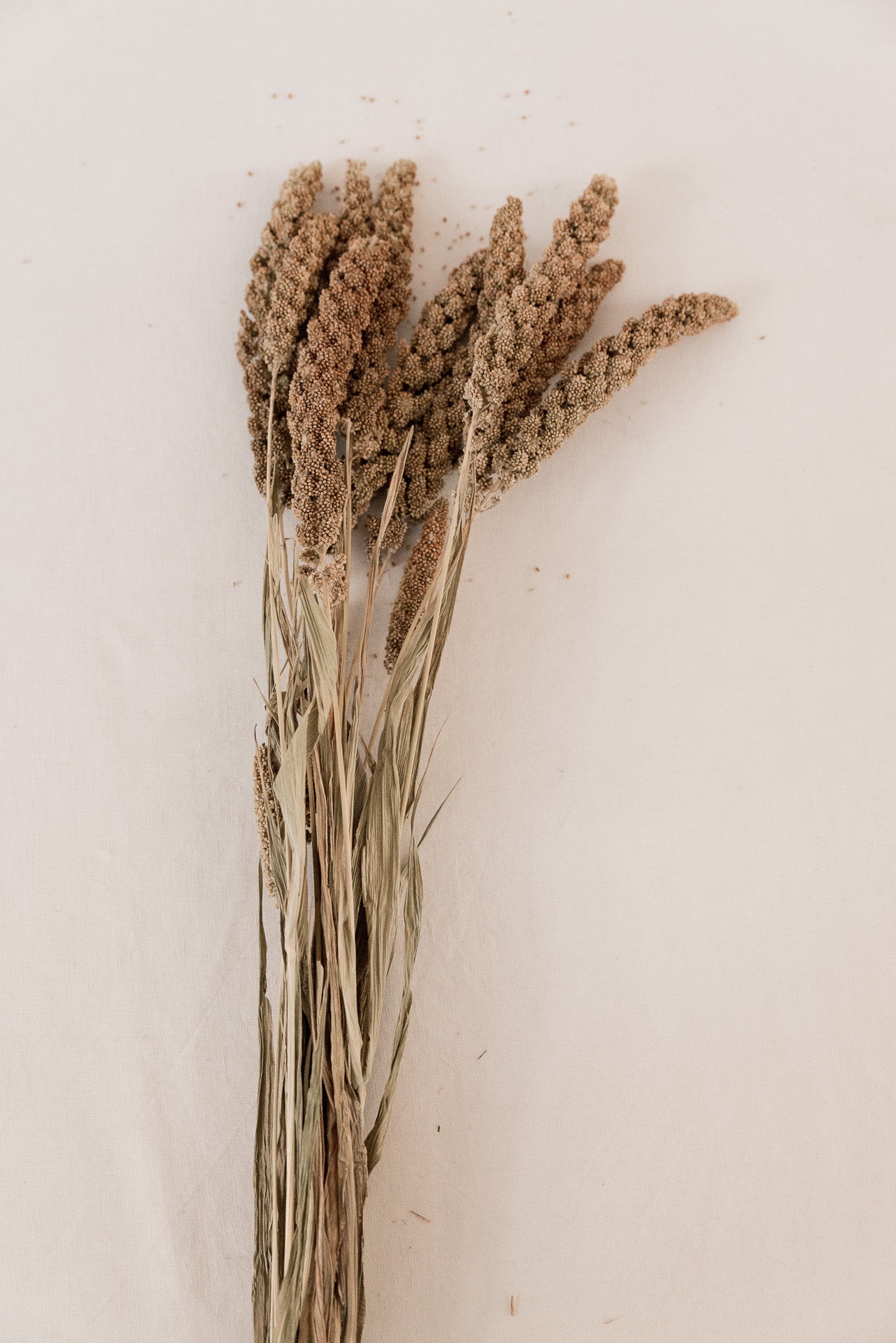 Borstenhirse Setaria natur