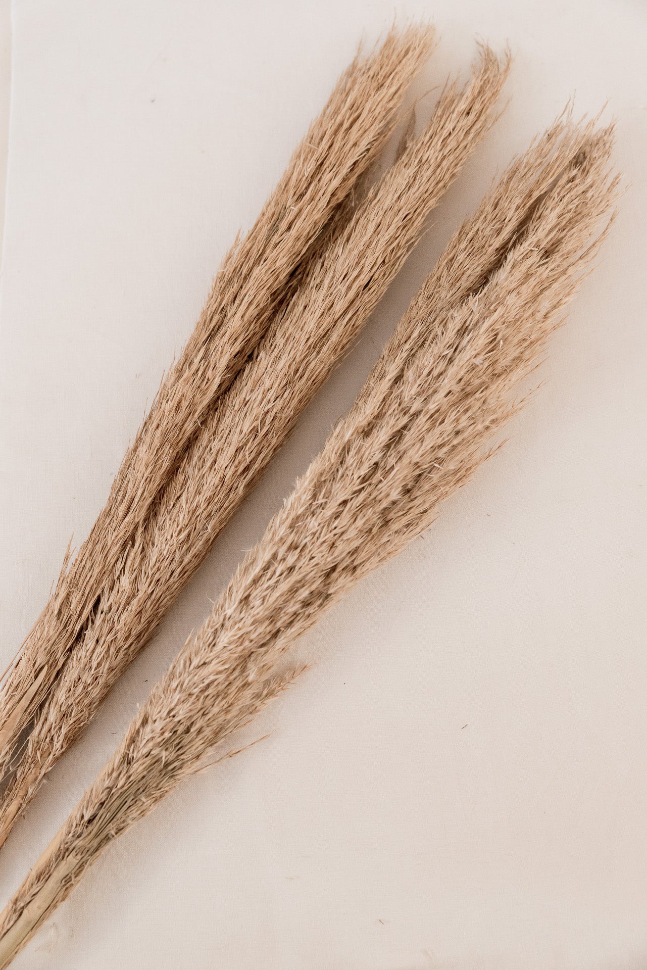 Pampasgras "The Rustic" XL, 3 Stiel, 1,10 m, natur, cortedaria getrocknet, Trockenblume, Gras, Deko, nachhaltig aus der EU