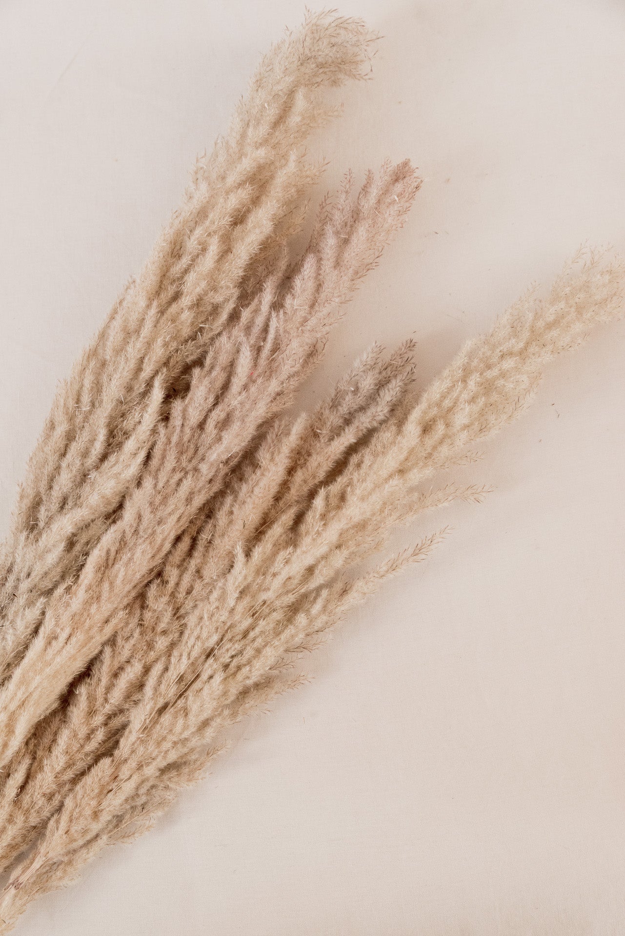 Pampasgras The Natural XL, 5 Stiel, 1,10 m, natur, cortedaria getrocknet, Trockenblume, Gras, Deko, nachhaltig aus der EU