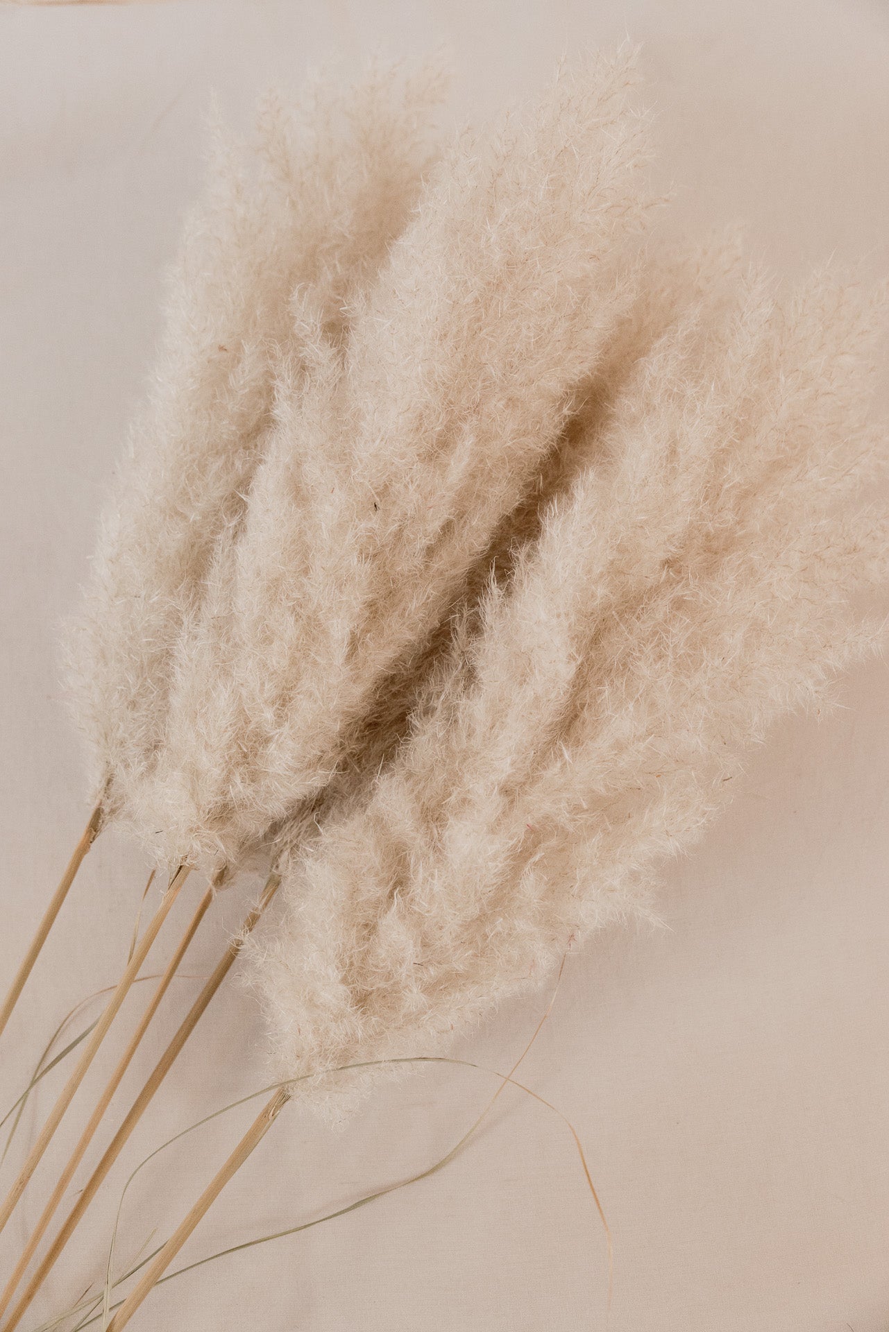 Pampasgras "The Soft" XL, 5 Stiel, 1,10 m, natur, cortedaria getrocknet, Trockenblume, Gras, Deko, nachhaltig aus der EU