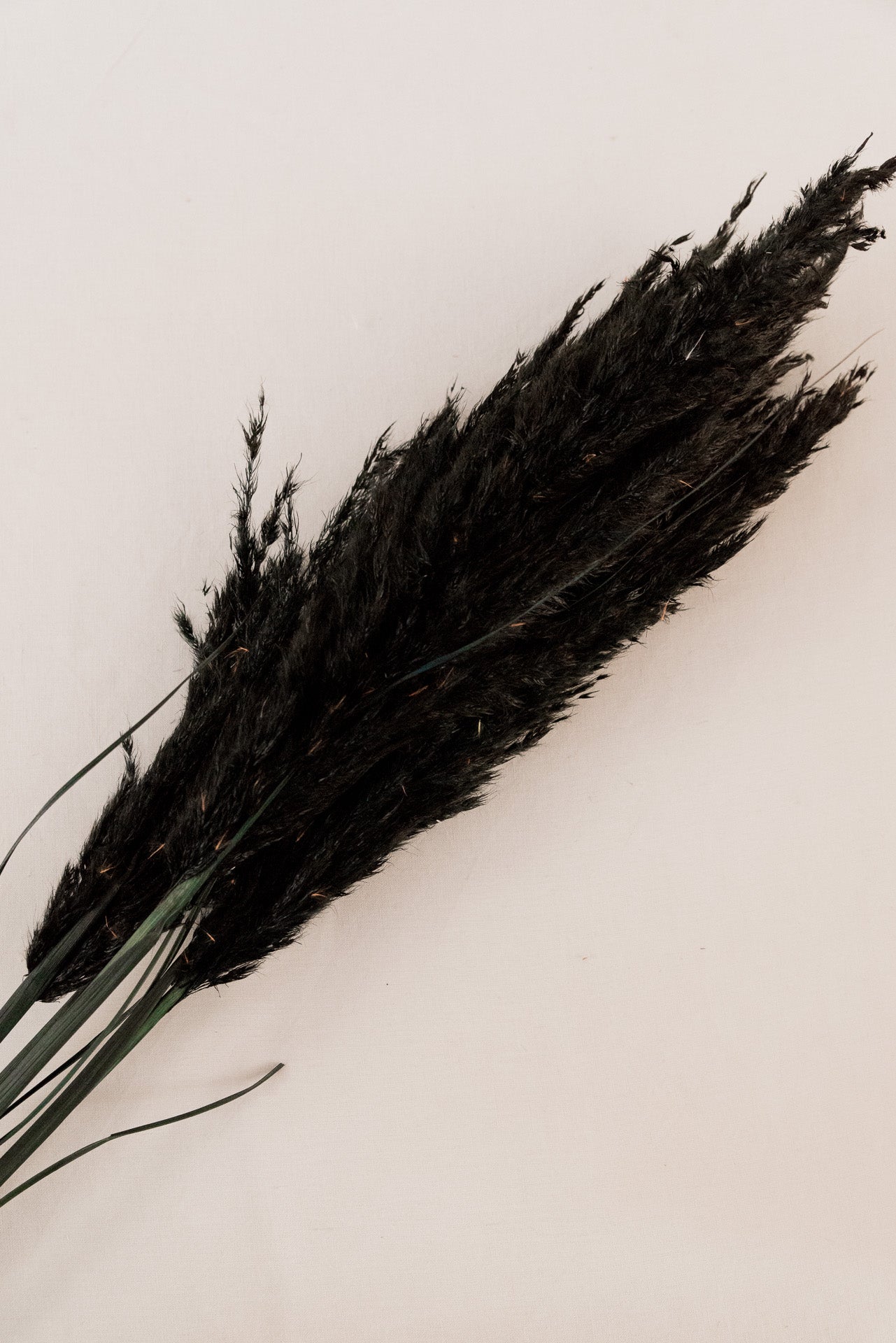 Pampasgras "The Black" 3 Stiel, 1,0 m, schwarz, cortedaria getrocknet, Trockenblume, Gras, Deko, nachhaltig aus der EU