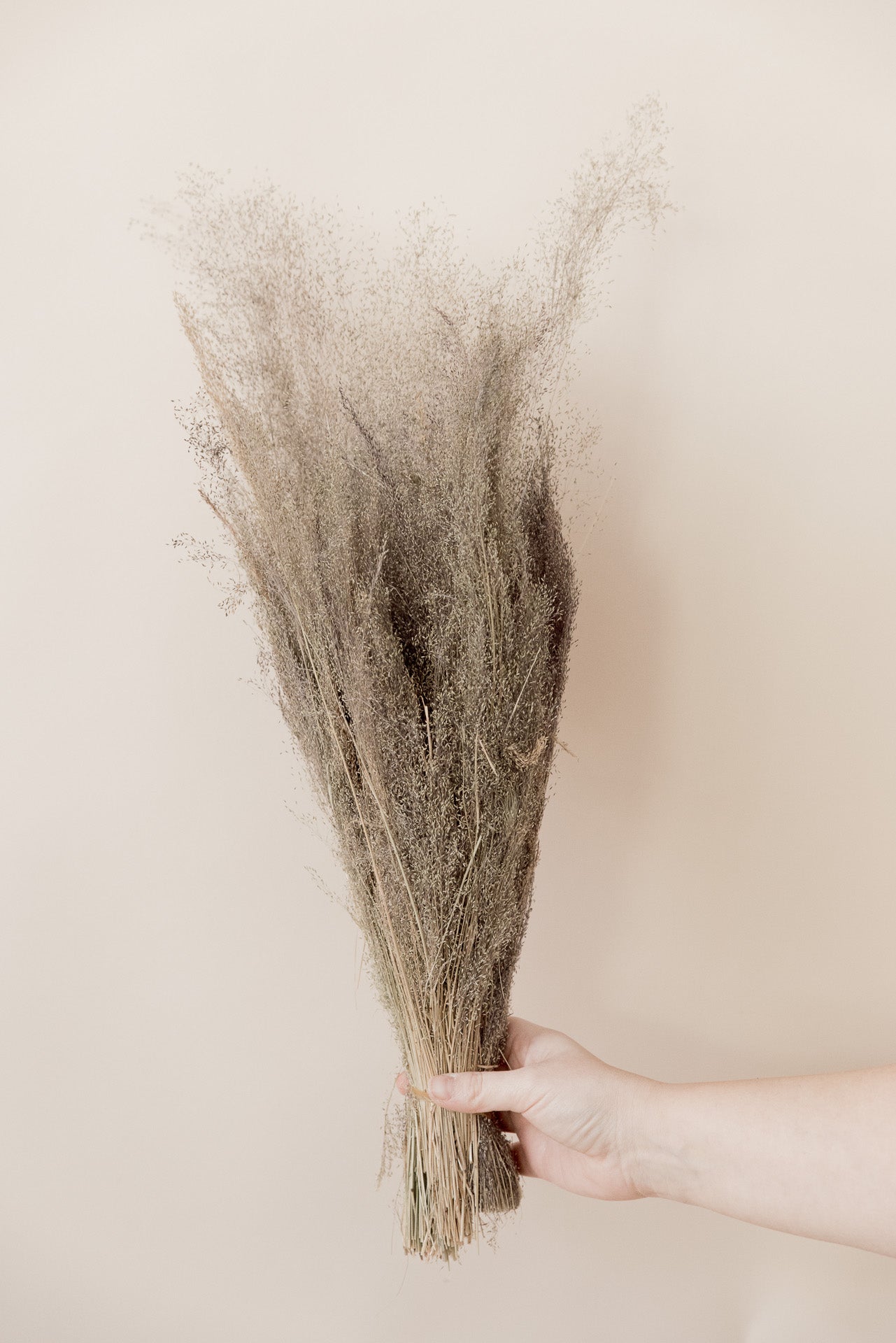 Nebulosa Cloud Grass