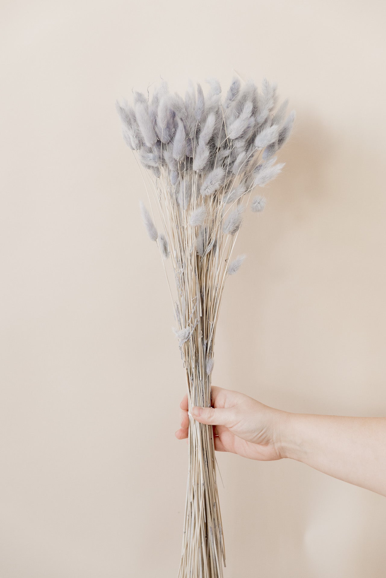 Lagurus "Bunnytail" grau Samtgras