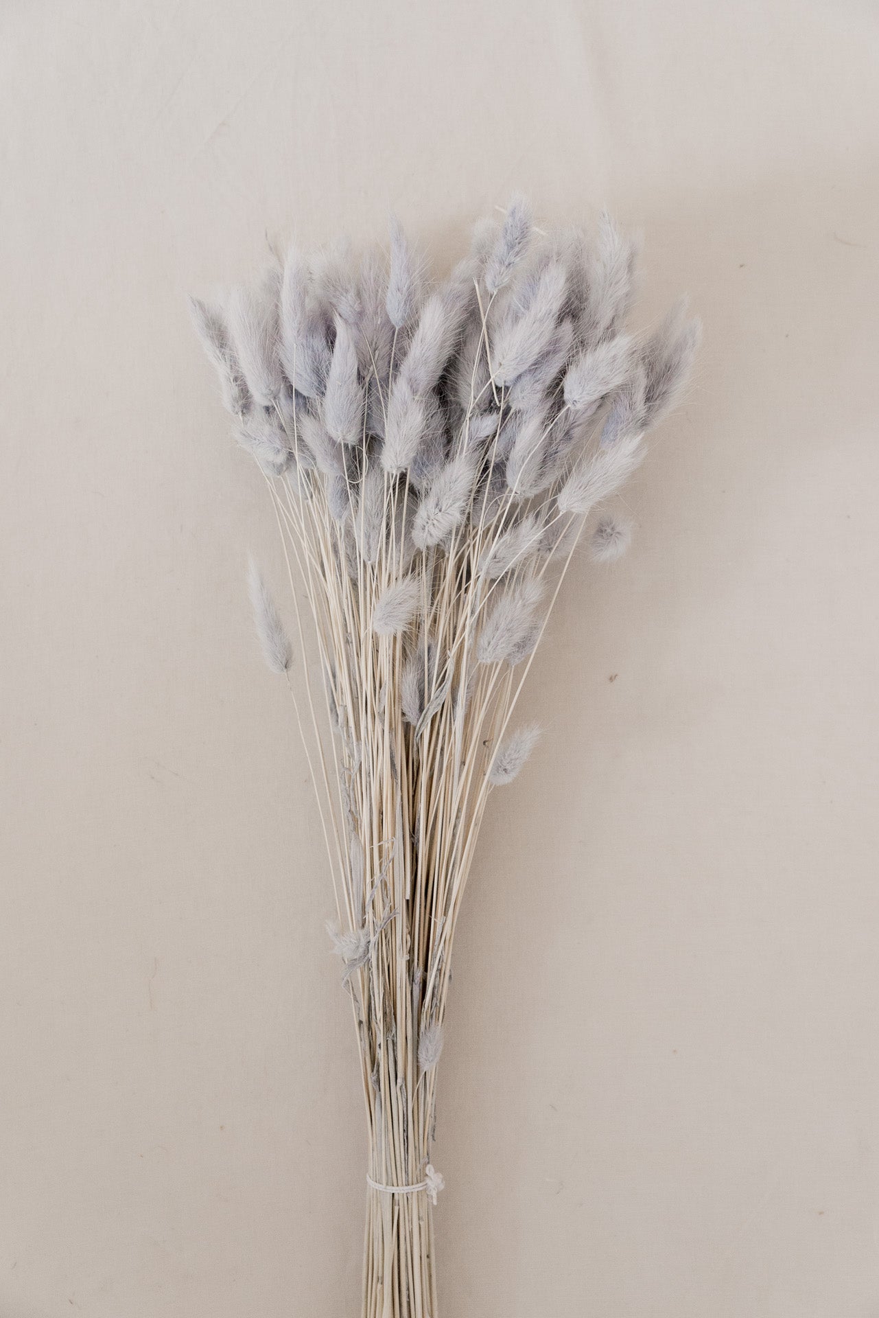 Lagurus "Bunnytail" grau Samtgras