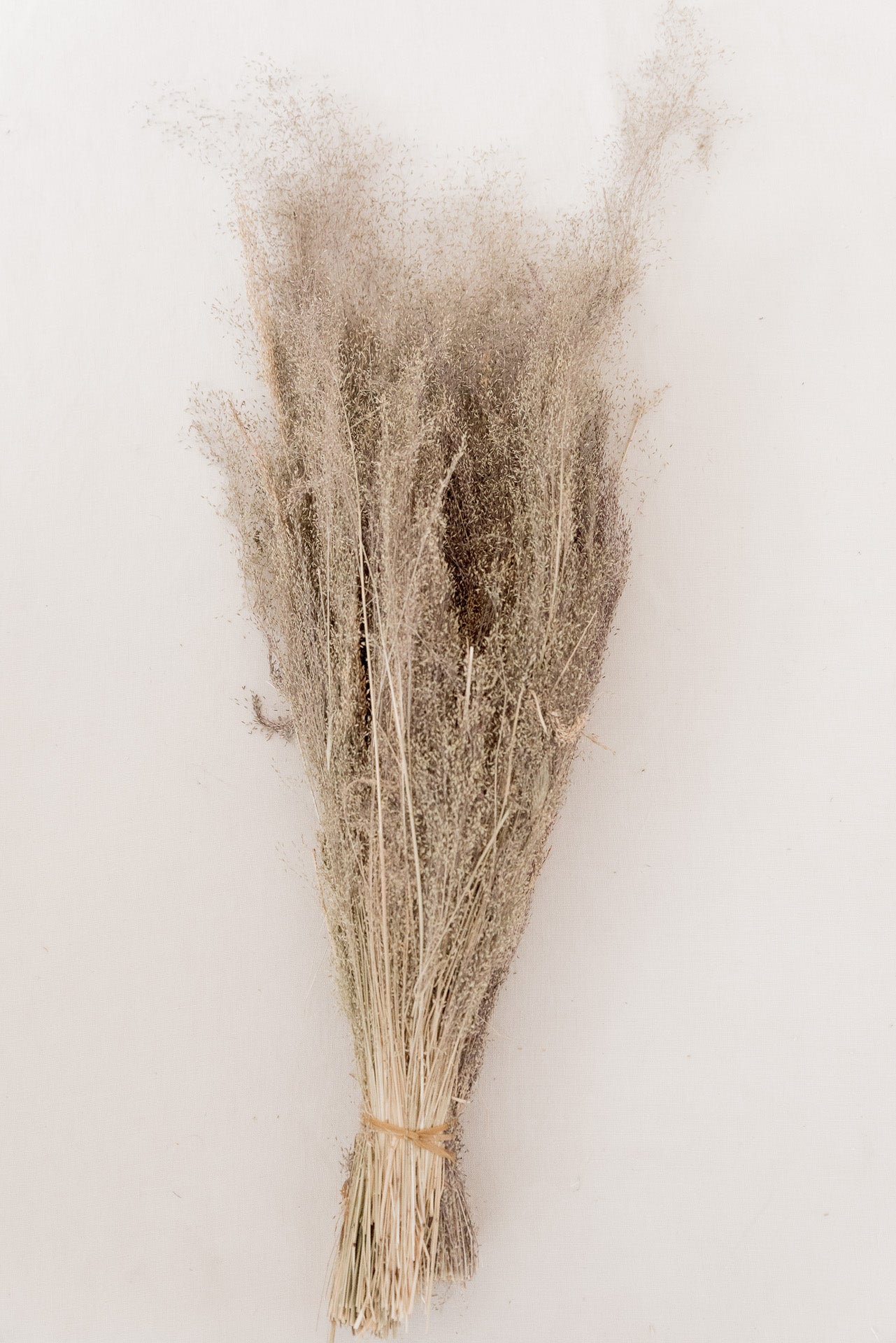 Nebulosa Cloud Grass